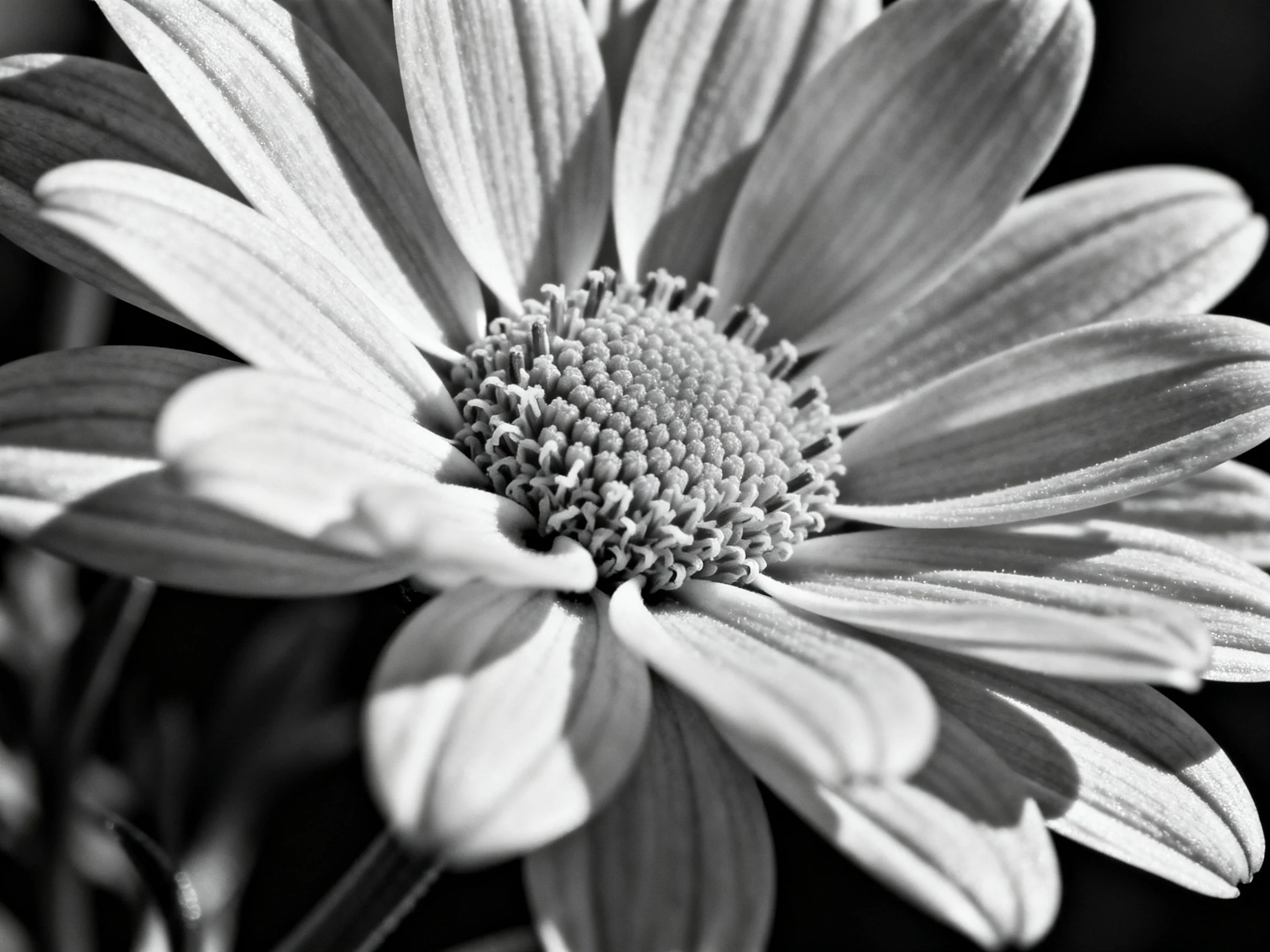 A black-and-white close-up of a daisy with broad petals and textured center