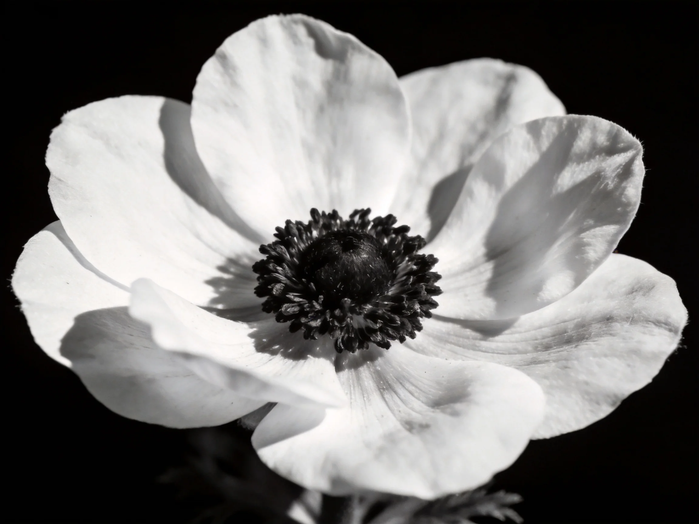 A black and white close-up of a single anemone with layered petals
