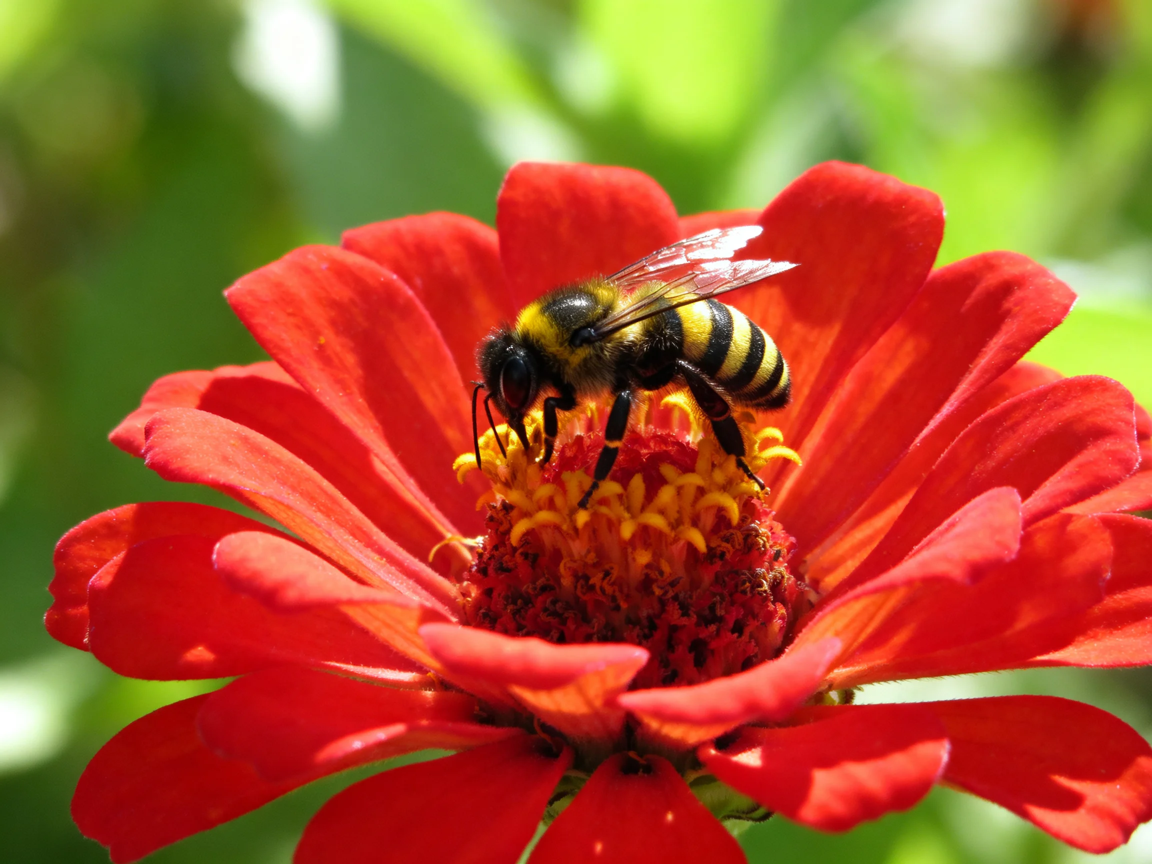 A black-and-yellow bee pollinates a vibrant red flower