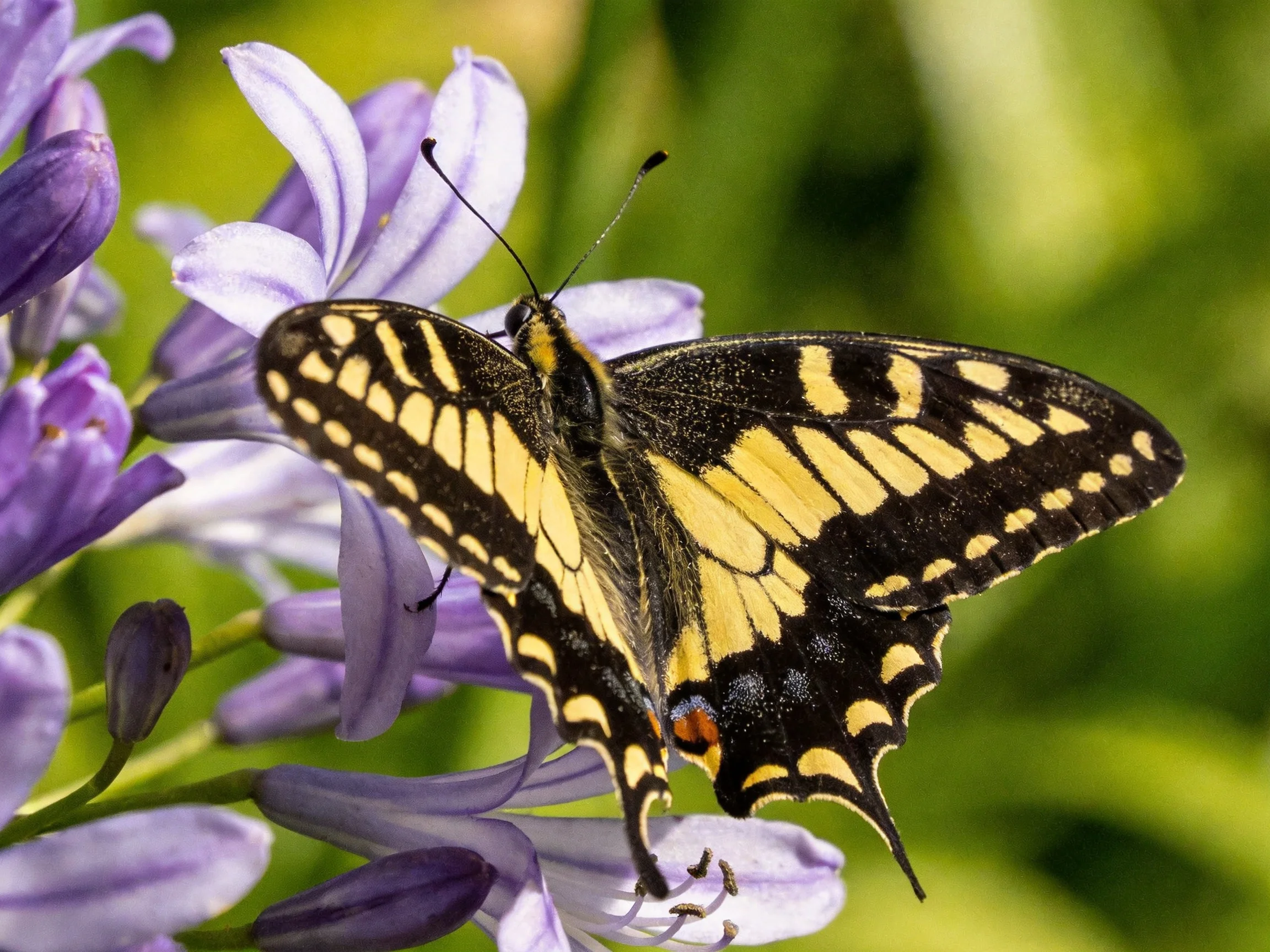 A black-and-yellow swallowtail butterfly perched on vibrant purple blooms