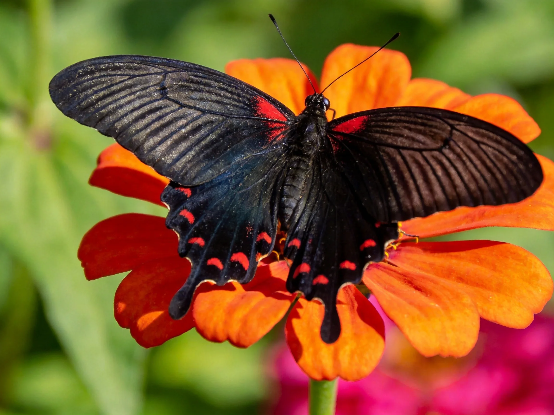 A black butterfly with red markings rests on an orange flower