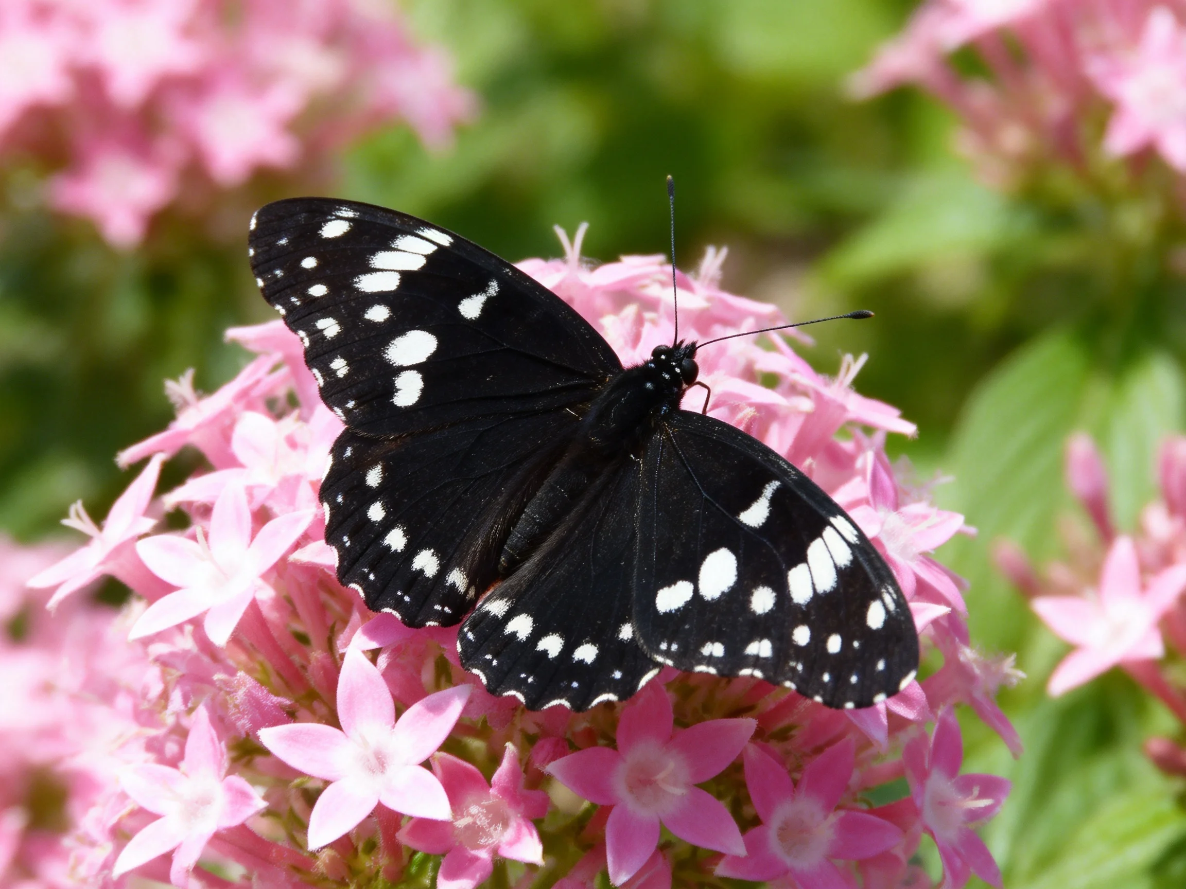 A black butterfly with white spots perched on vibrant pink flowers