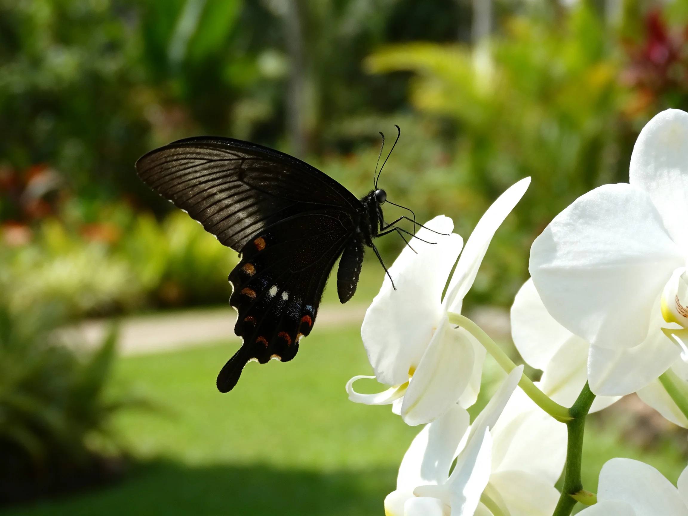 A black swallowtail butterfly perched on white orchid flowers