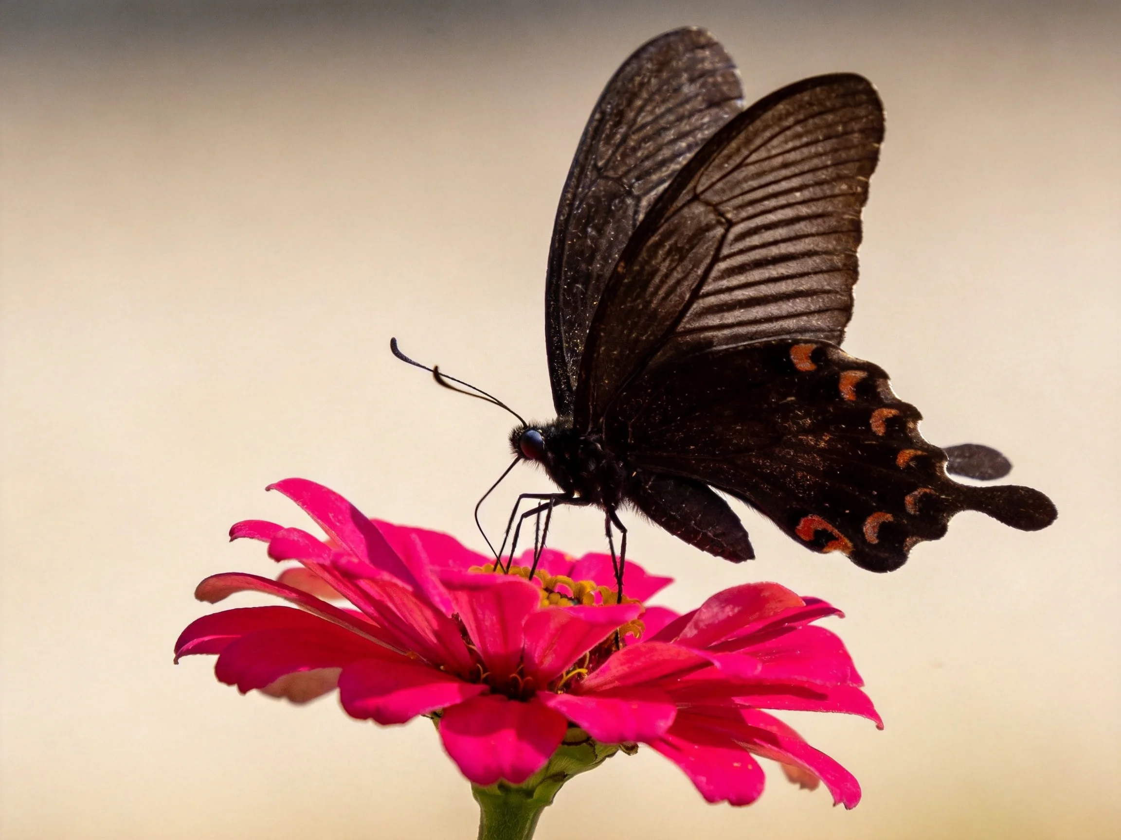 A black swallowtail butterfly rests on a vibrant pink zinnia flower