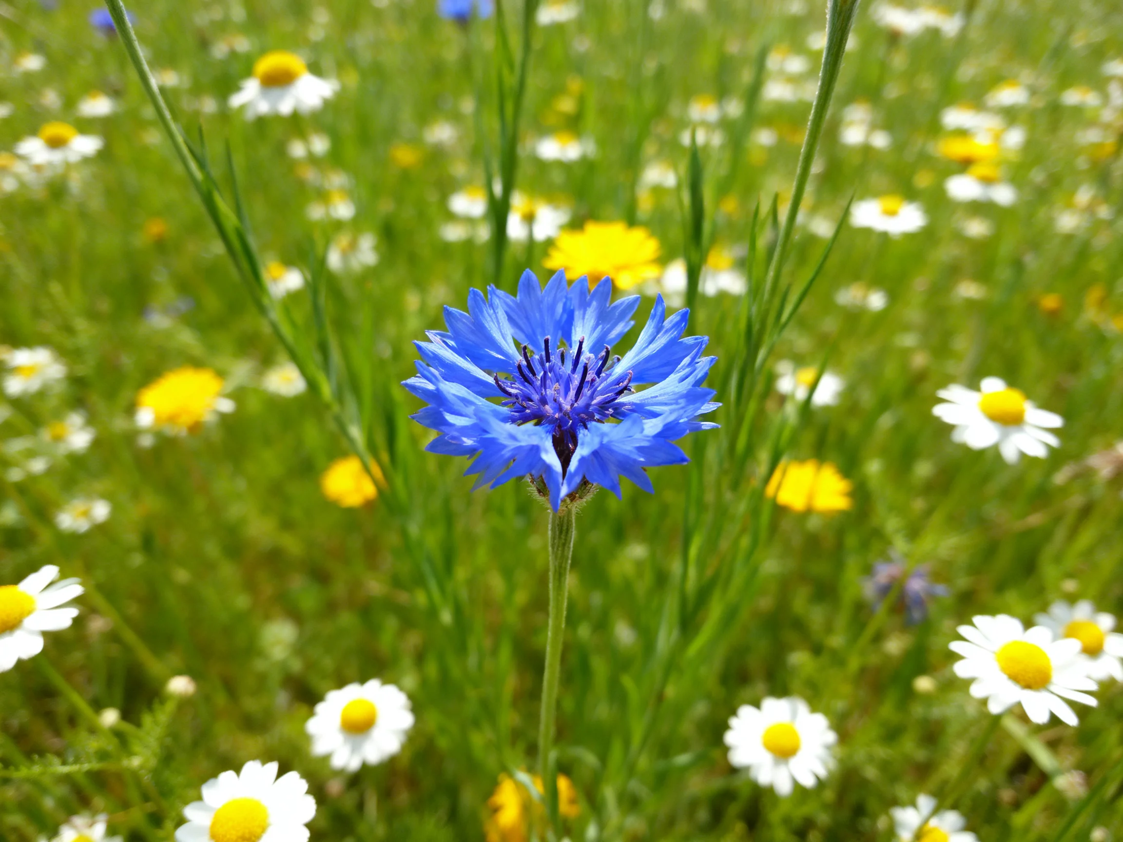 A blue cornflower stands out among white and yellow wildflowers in a green meadow