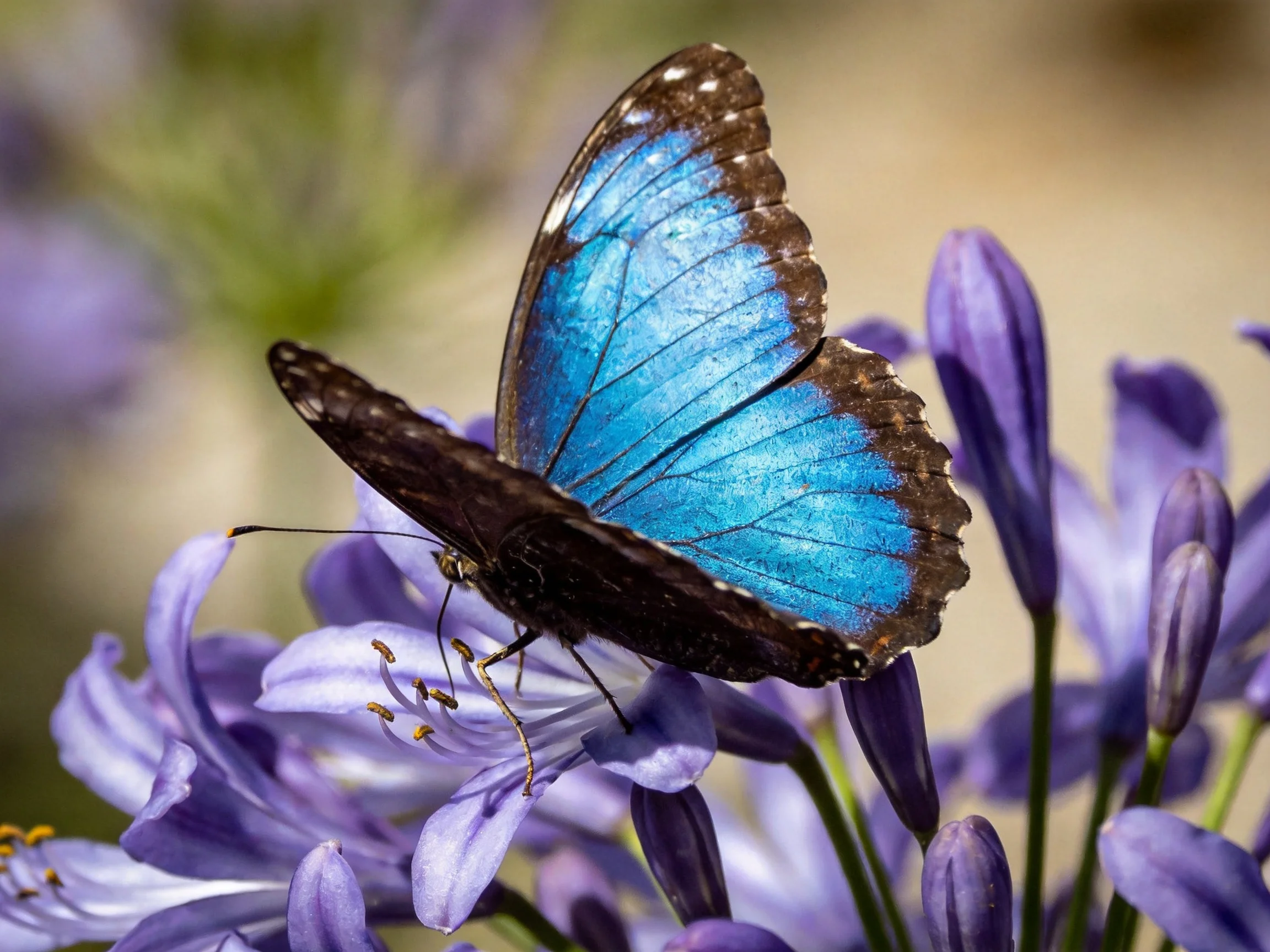 A blue morpho butterfly rests on vibrant purple flowers