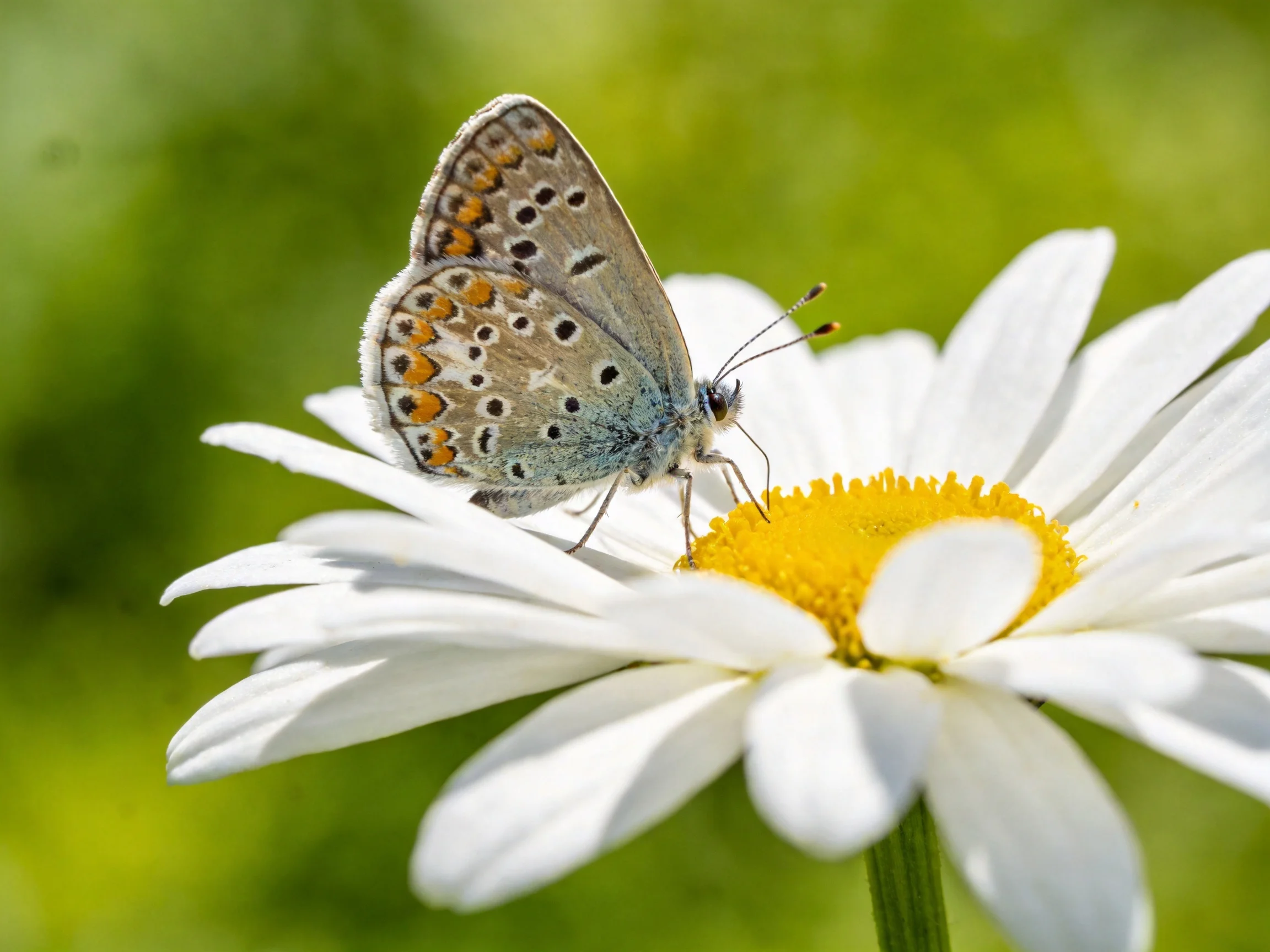 A blue-spotted butterfly rests on a white daisy with yellow center