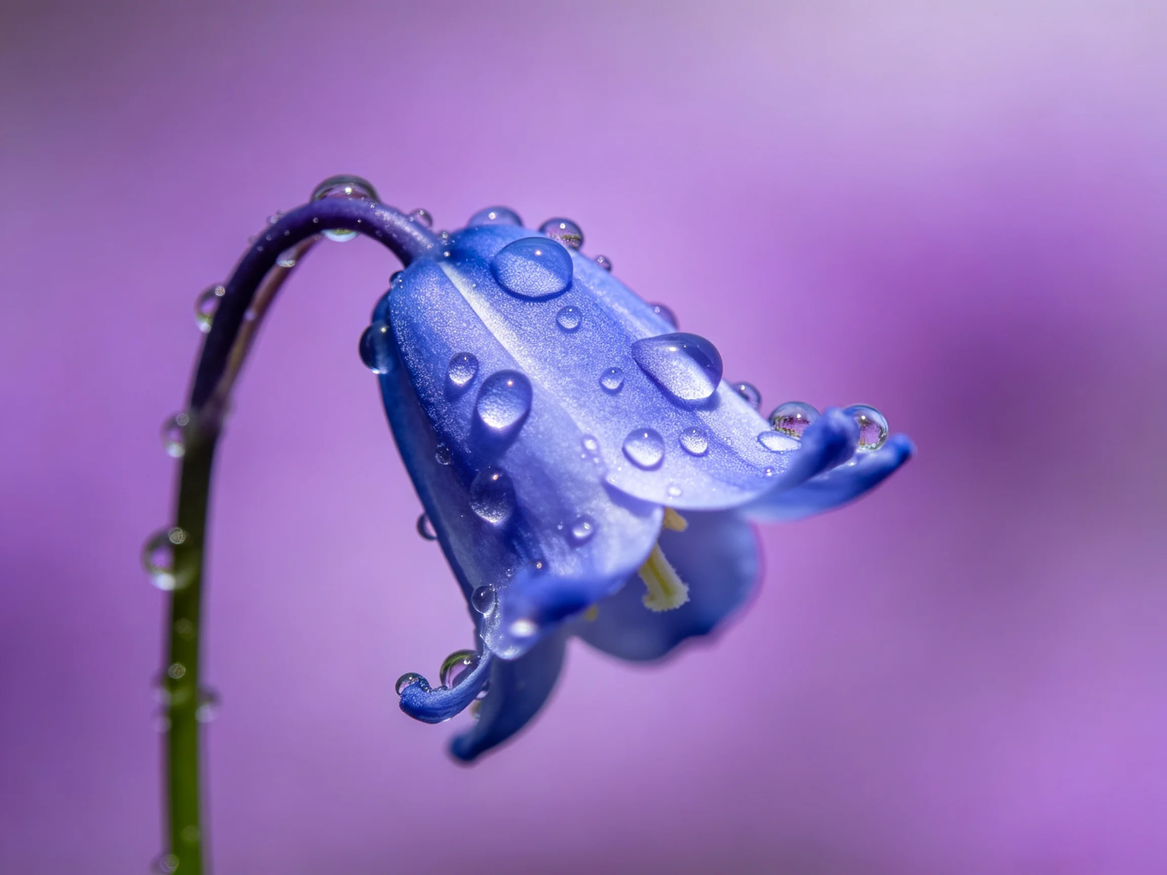 A bluebell flower adorned with water droplets against a purple backdrop
