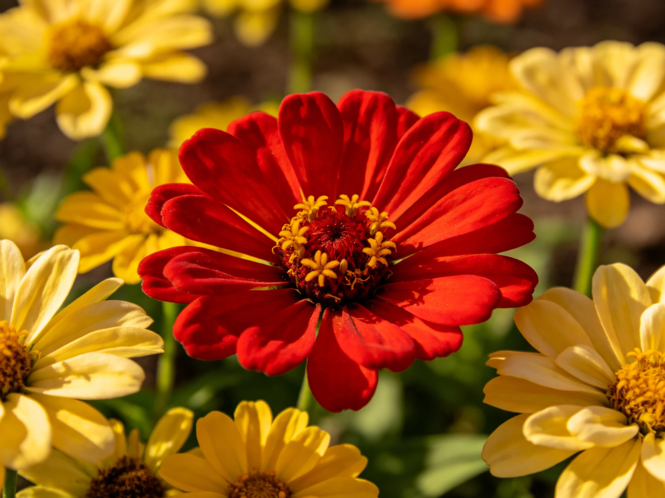 A bold red flower amid many yellow blooms