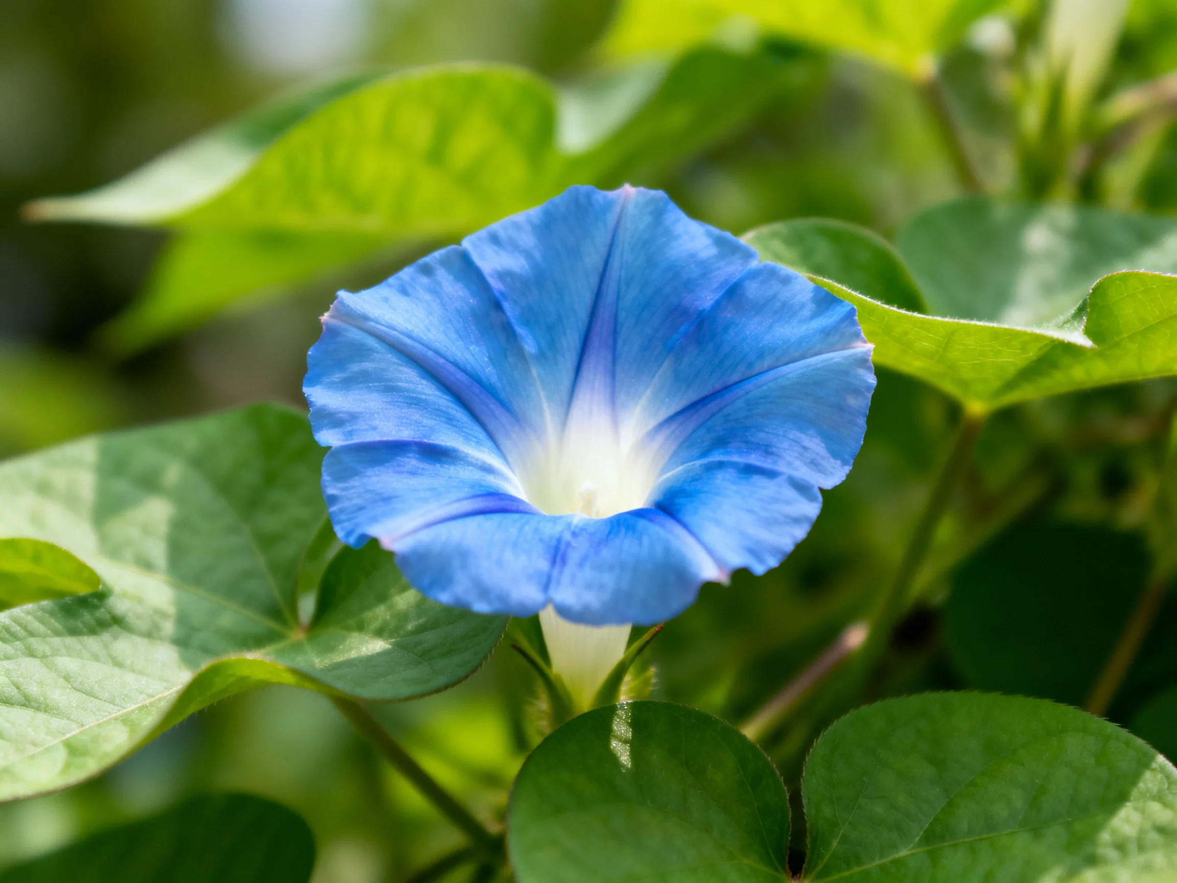 A bright blue morning glory flower amid lush green leaves