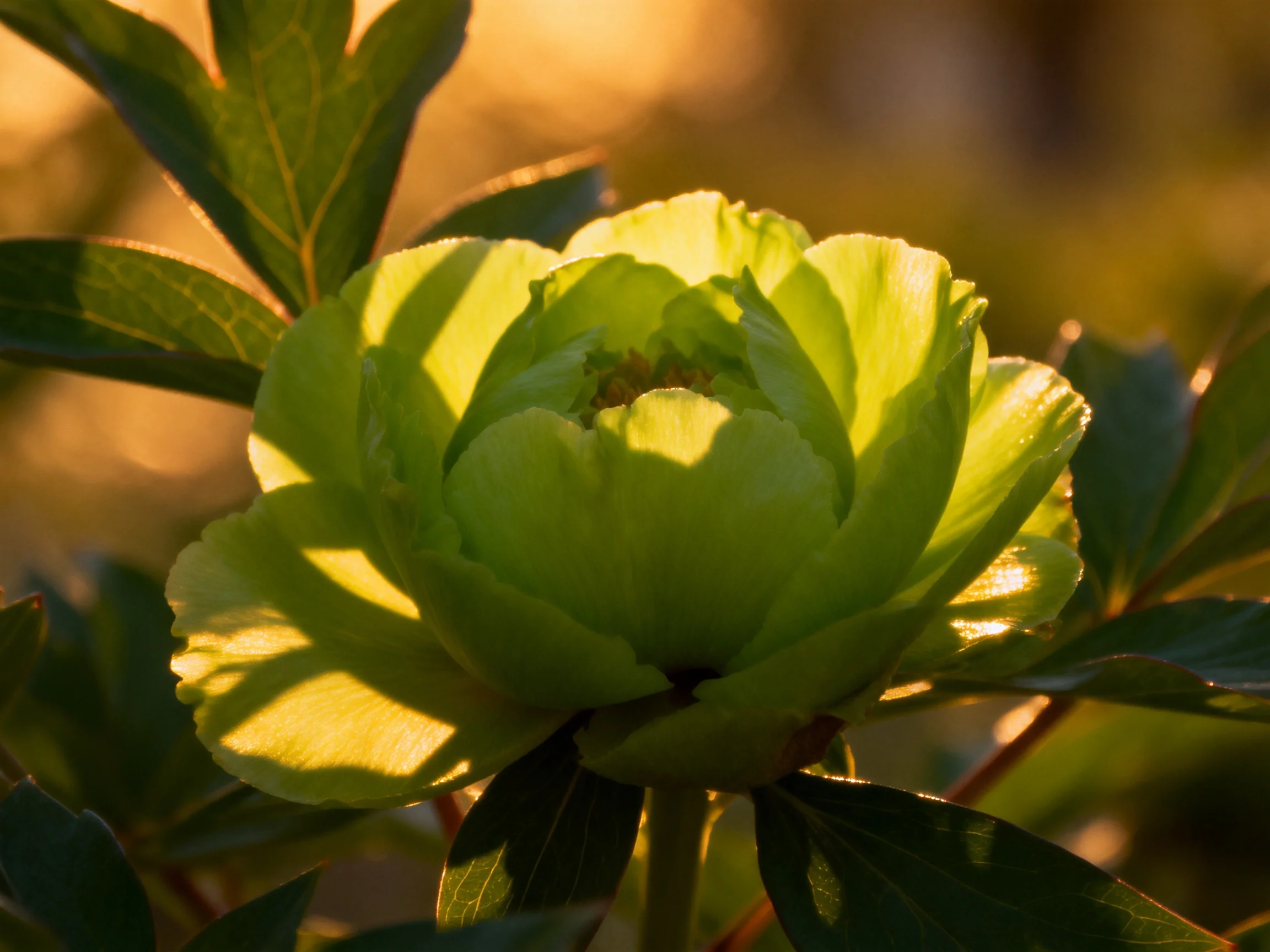 A bright green peony illuminated by warm golden sunlight
