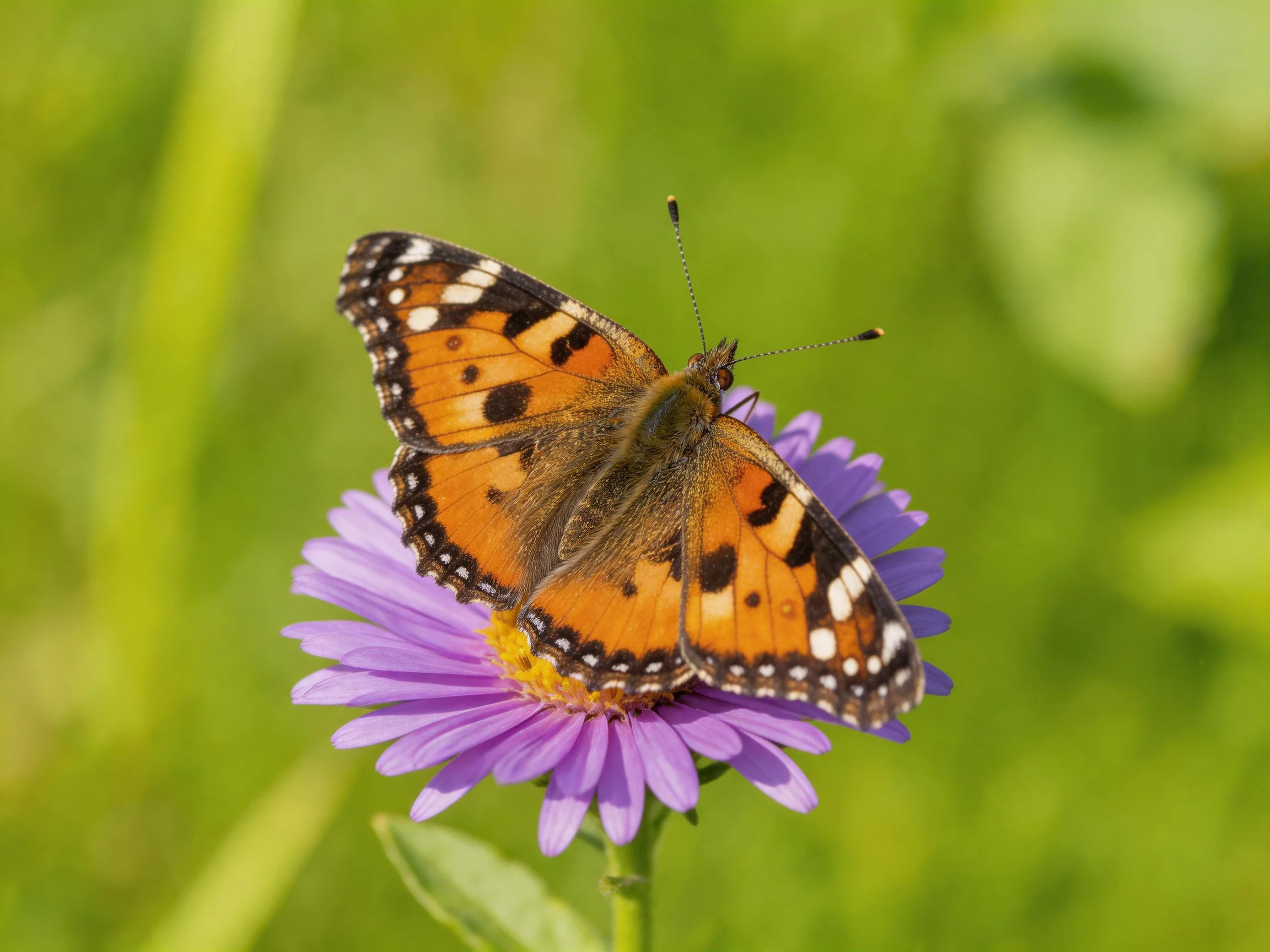 A bright orange butterfly rests on a vivid purple flower amid green foliage