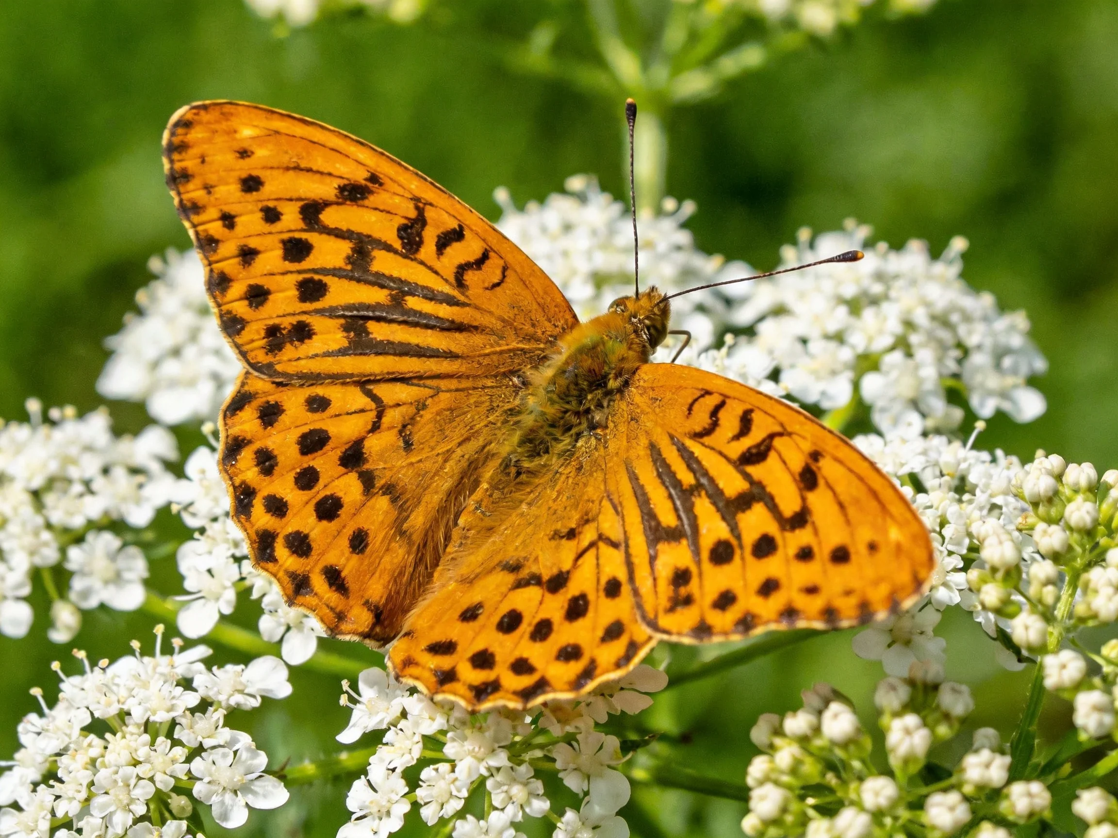 A bright orange butterfly with dark spots perched on white flowers