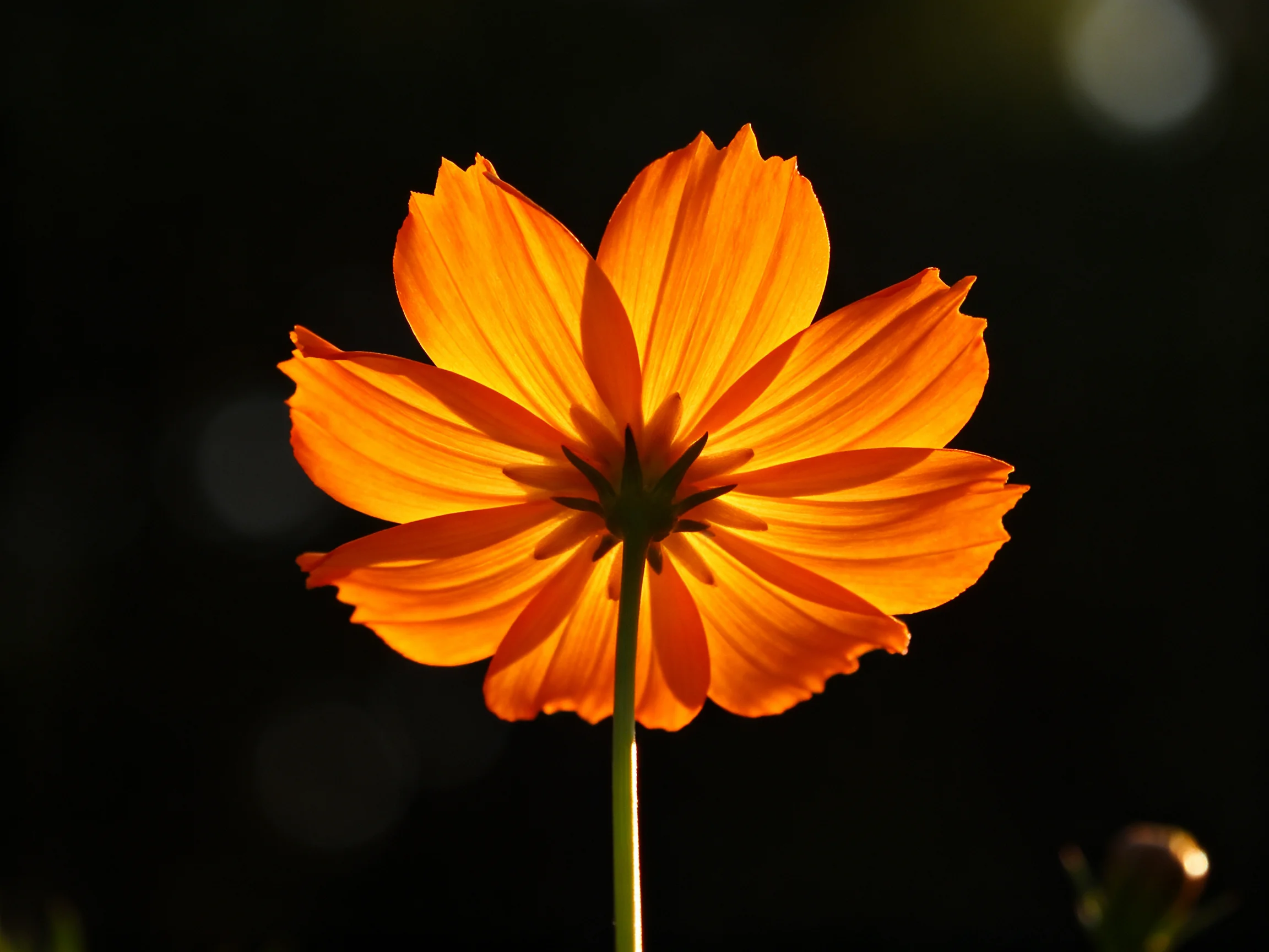 A bright orange flower backlit against a dark, shadowy backdrop
