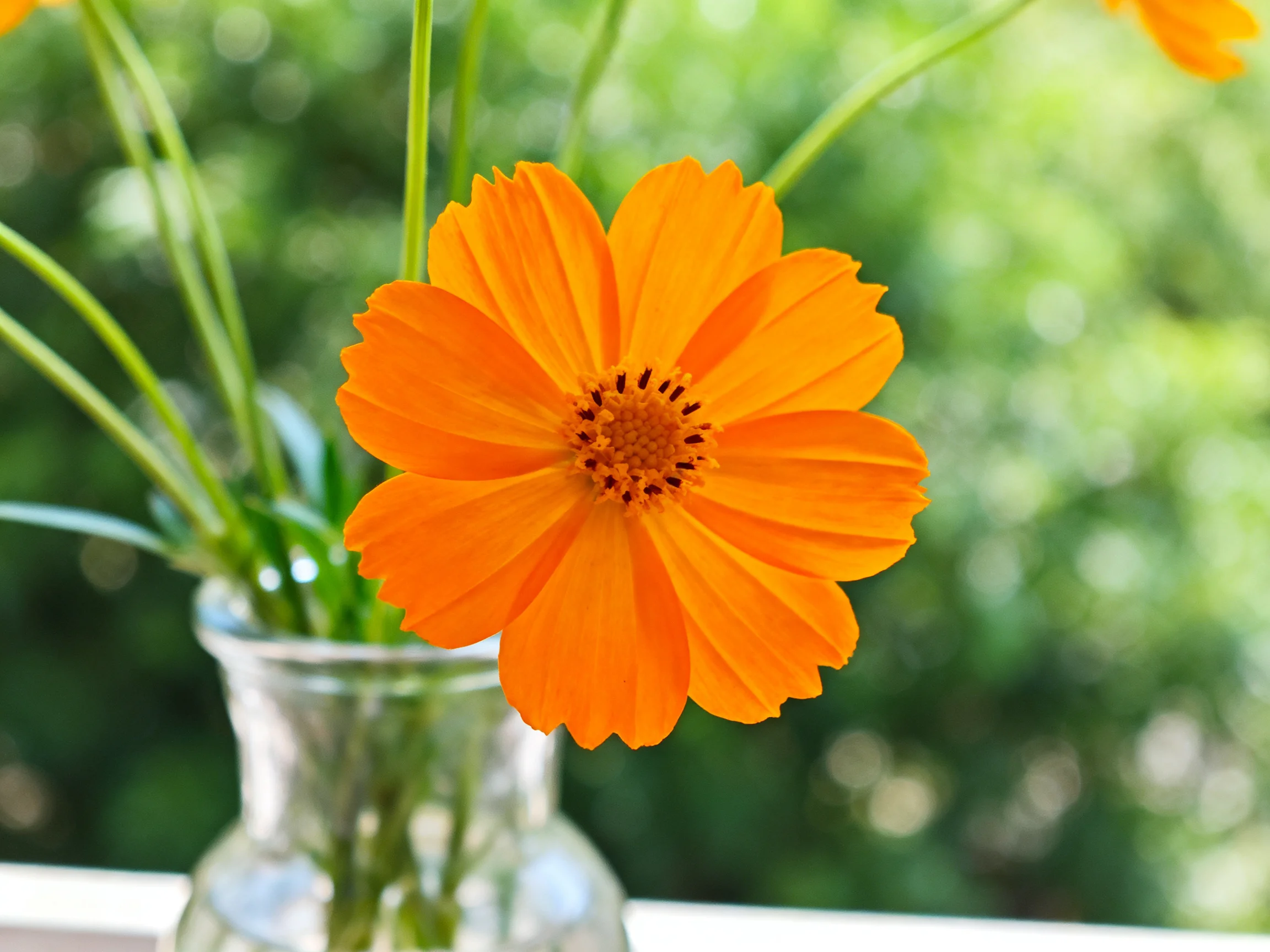 A bright orange flower in a clear glass vase with green stems