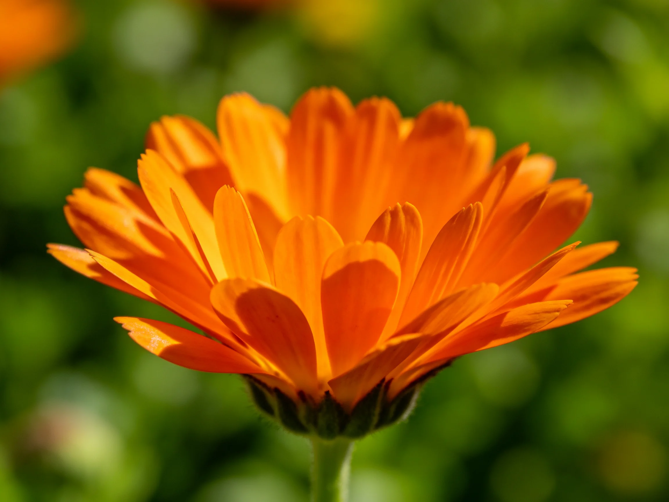 A bright orange flower with layered petals against a green background