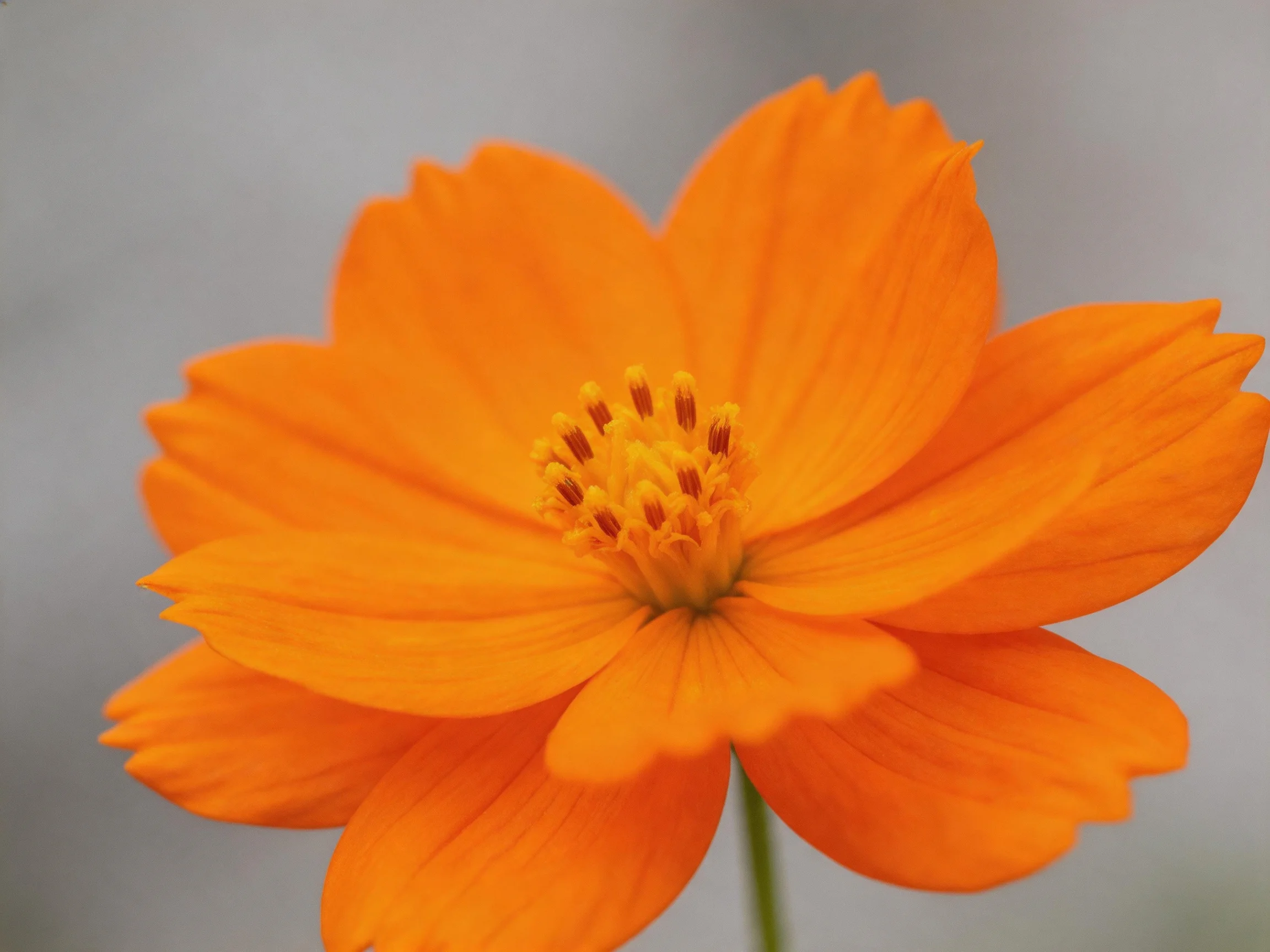 A bright orange flower with layered petals and a yellow center
