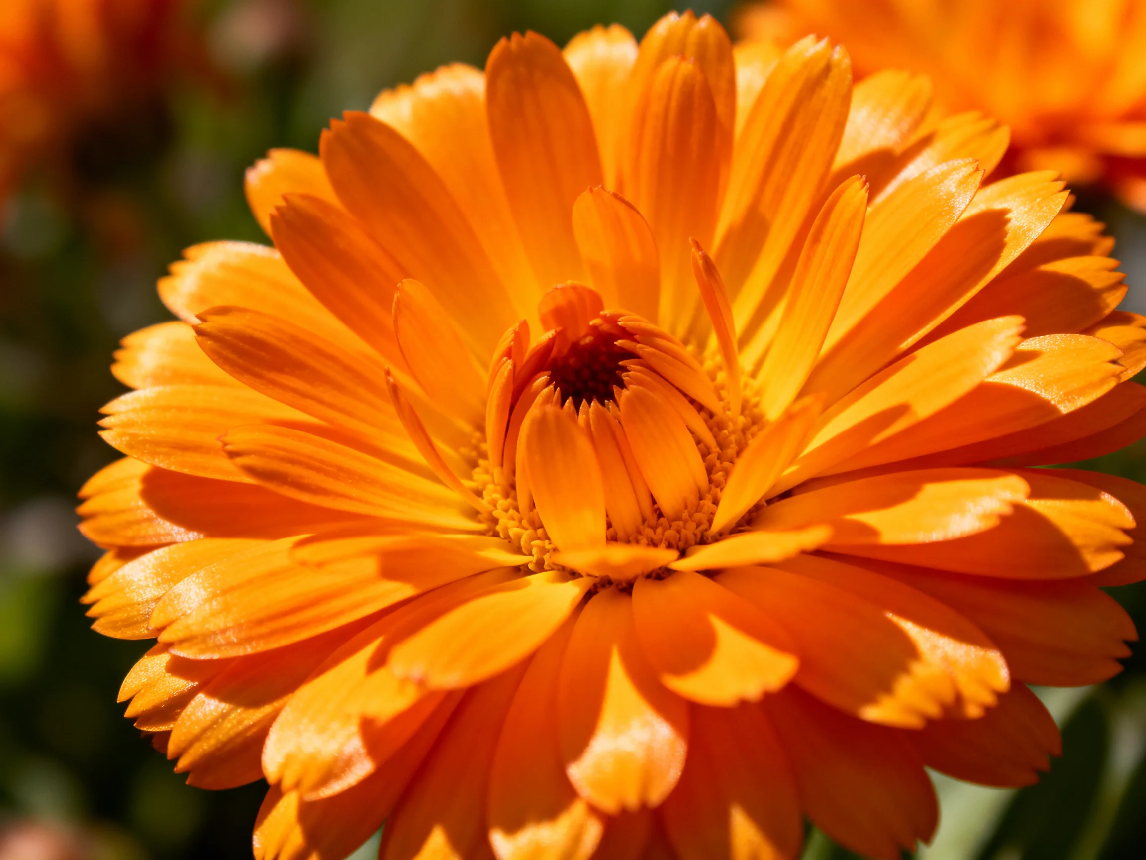 A bright orange marigold flower with layered petals