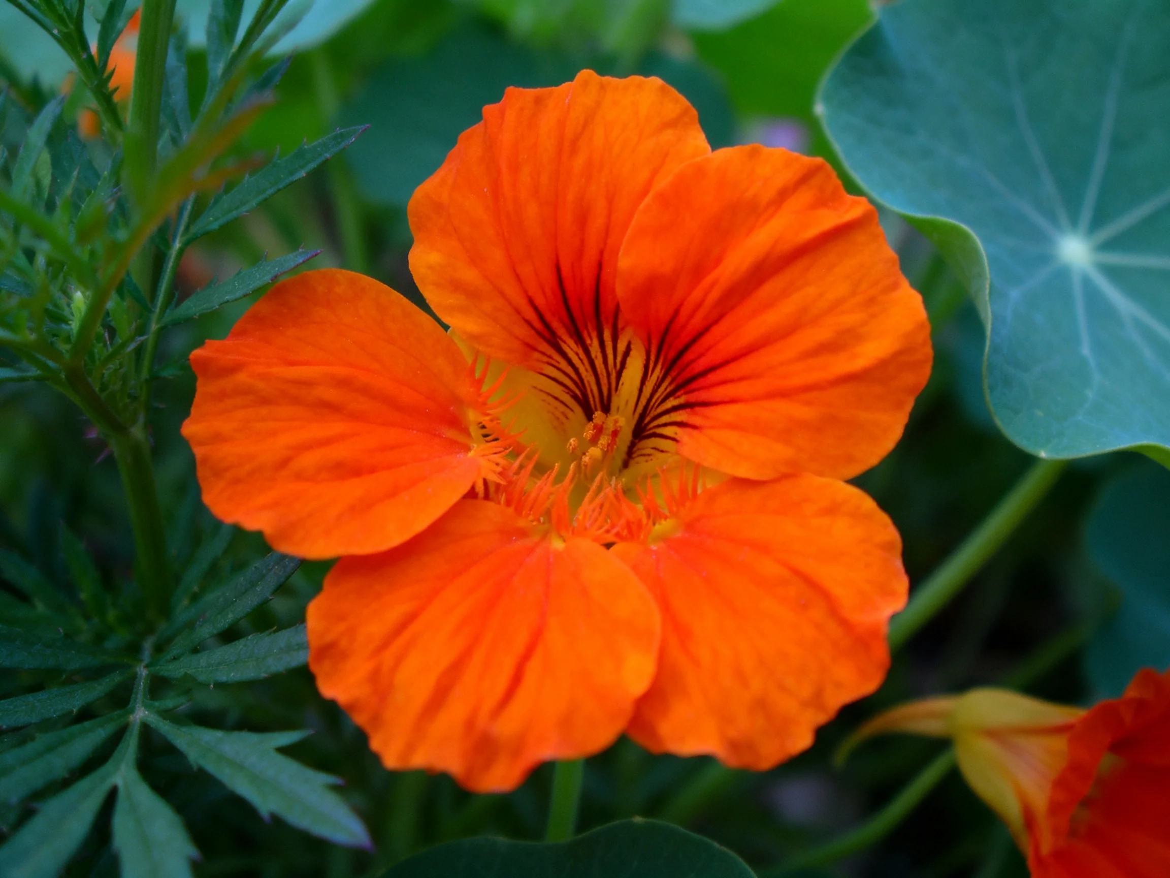 A bright orange nasturtium flower with large green leaves