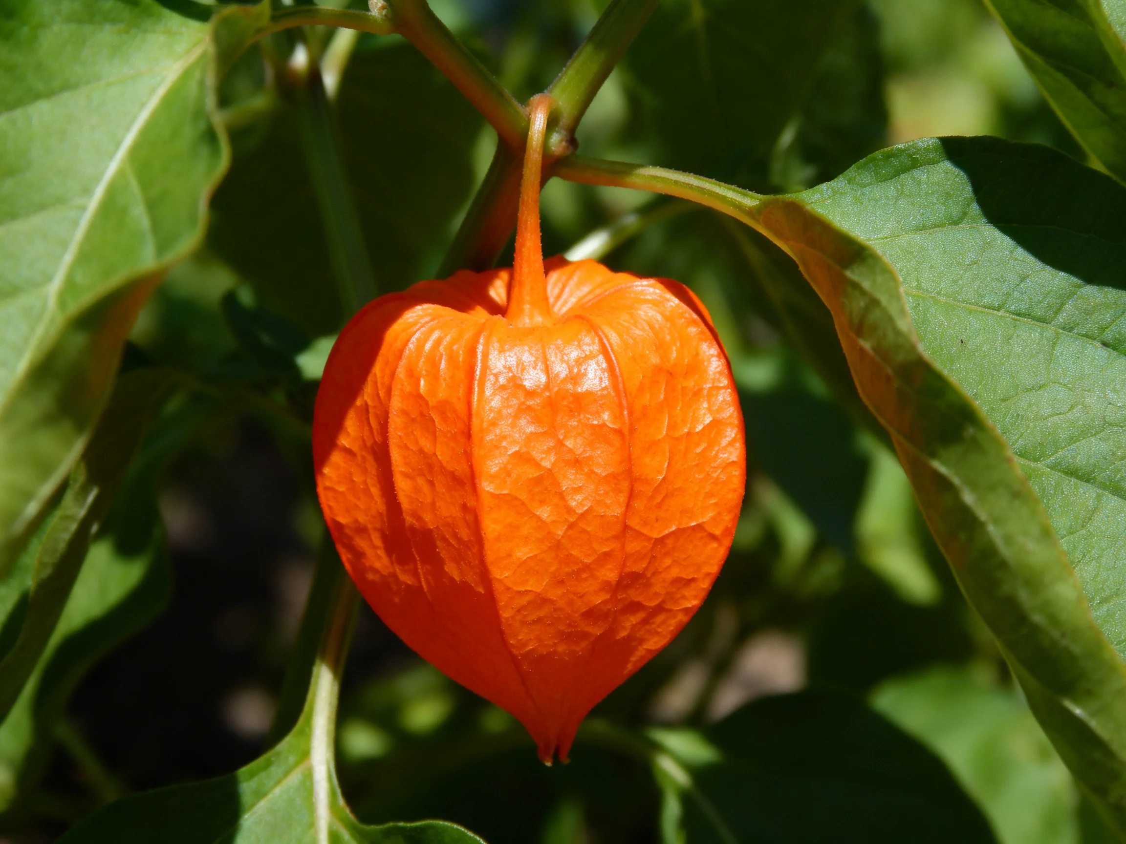 A bright orange physalis flower hangs among lush green leaves