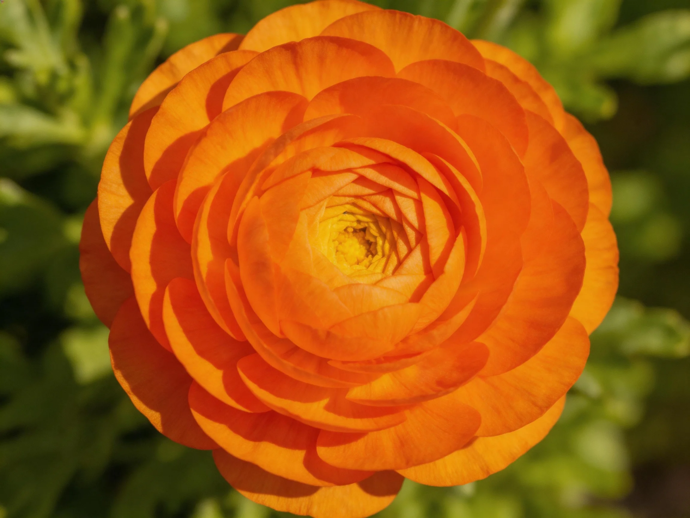 A bright orange ranunculus flower with layered petals