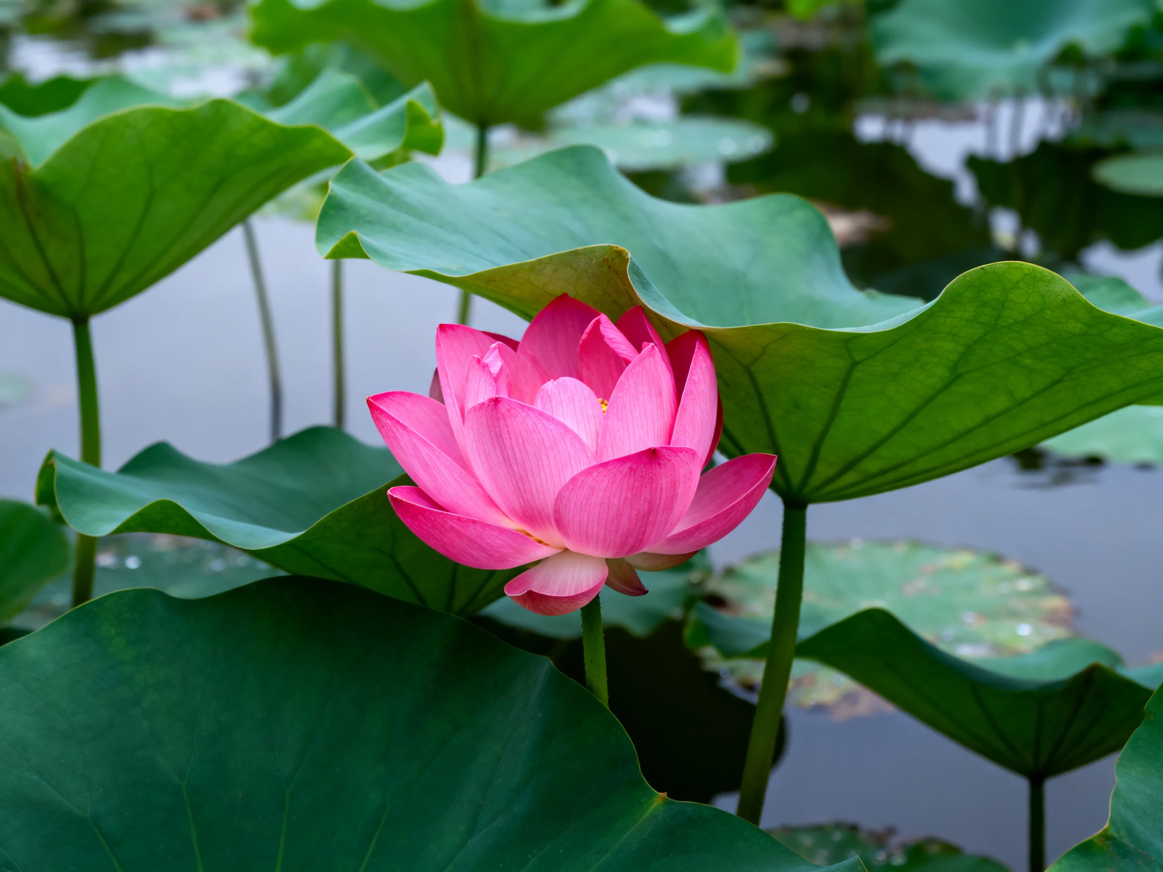 A bright pink lotus flower amidst large green lily pads near still water