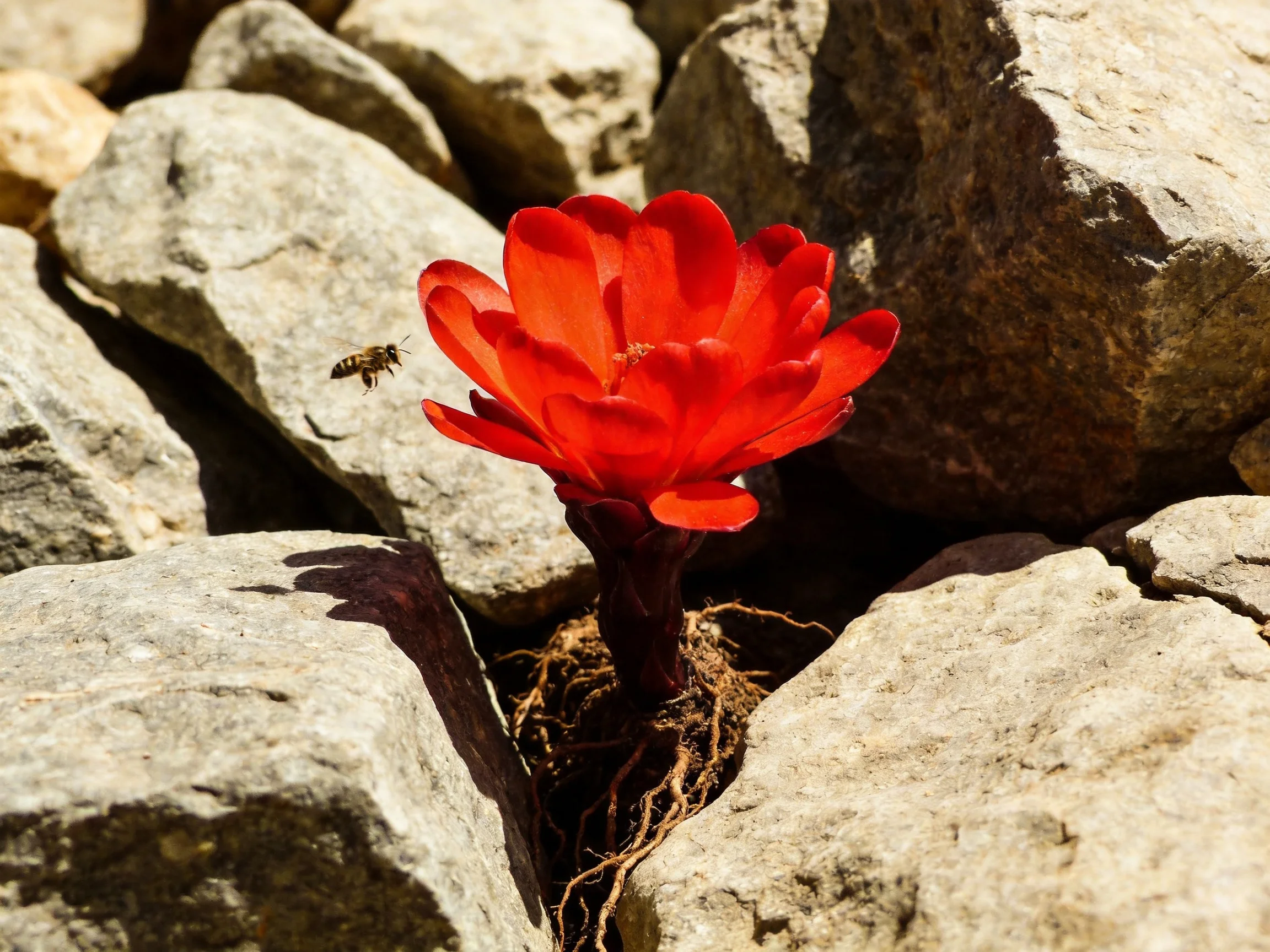A bright red flower grows between gray rocks with a bee approaching