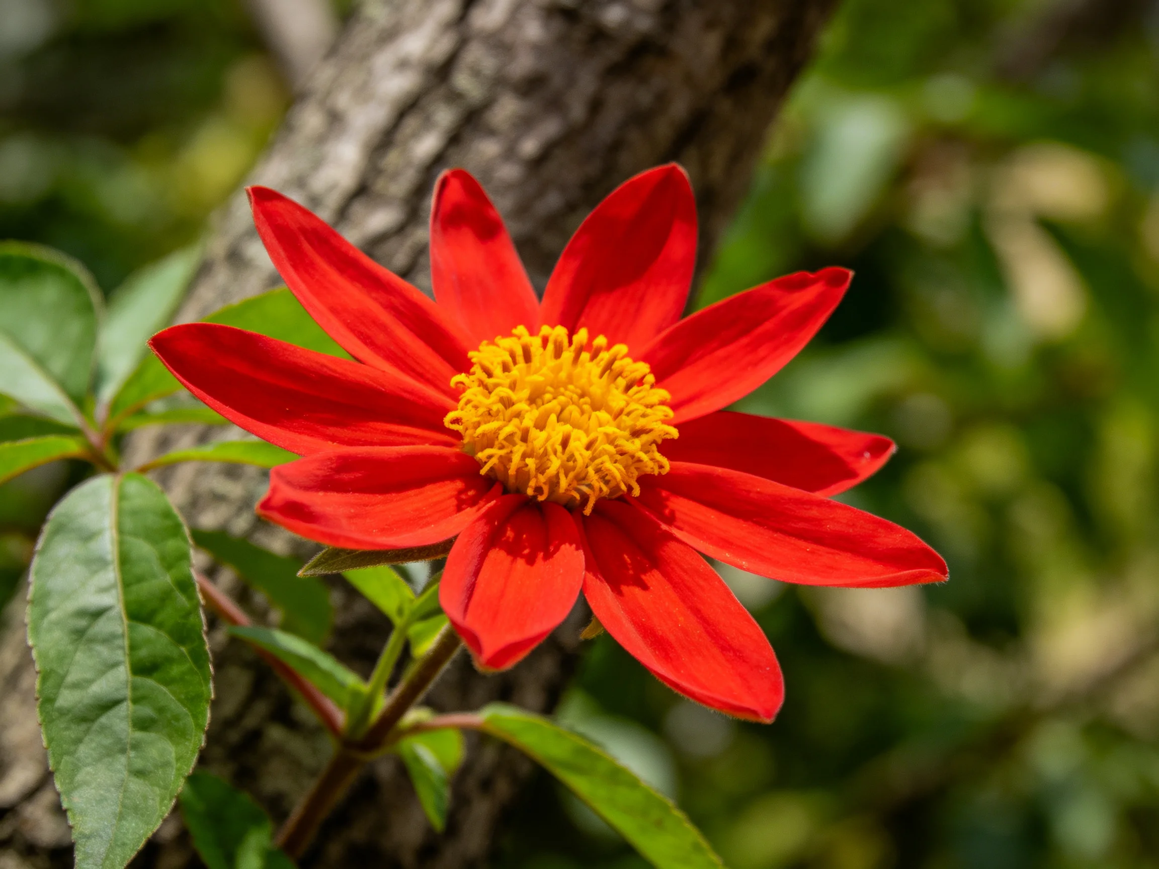A bright red flower with a golden center is positioned next to a tree trunk in.