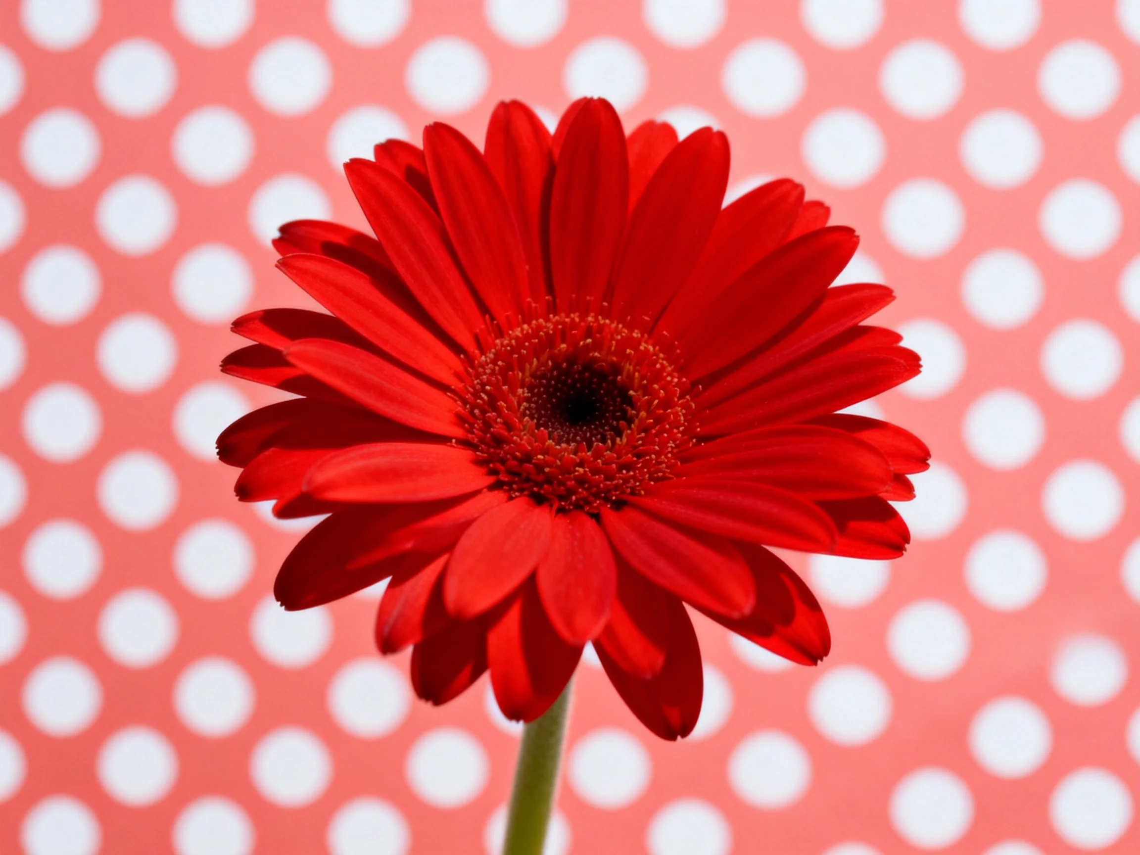 A bright red gerbera daisy set against a pink polka-dot patterned background