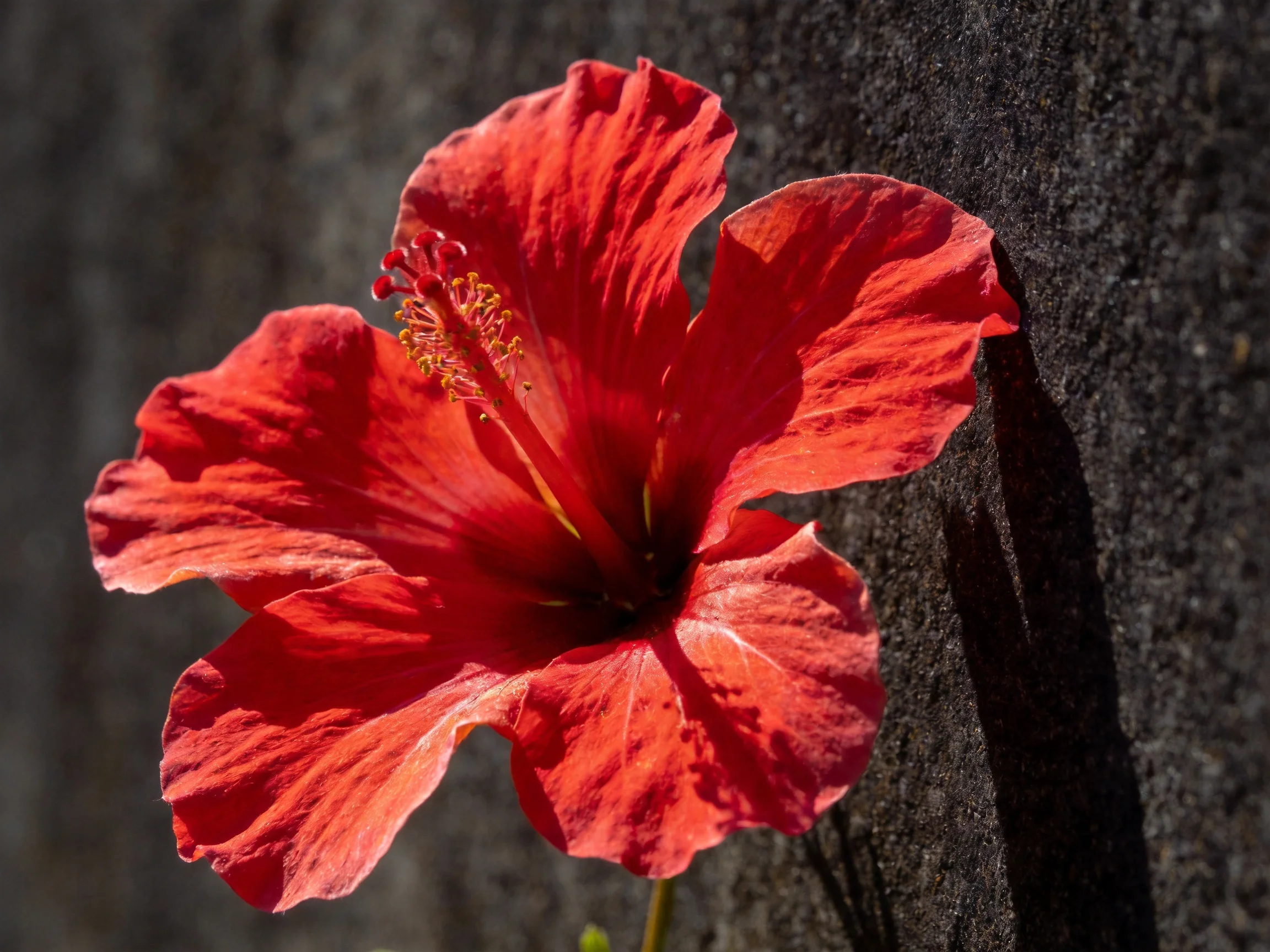 A bright red hibiscus flower against a dark textured wall