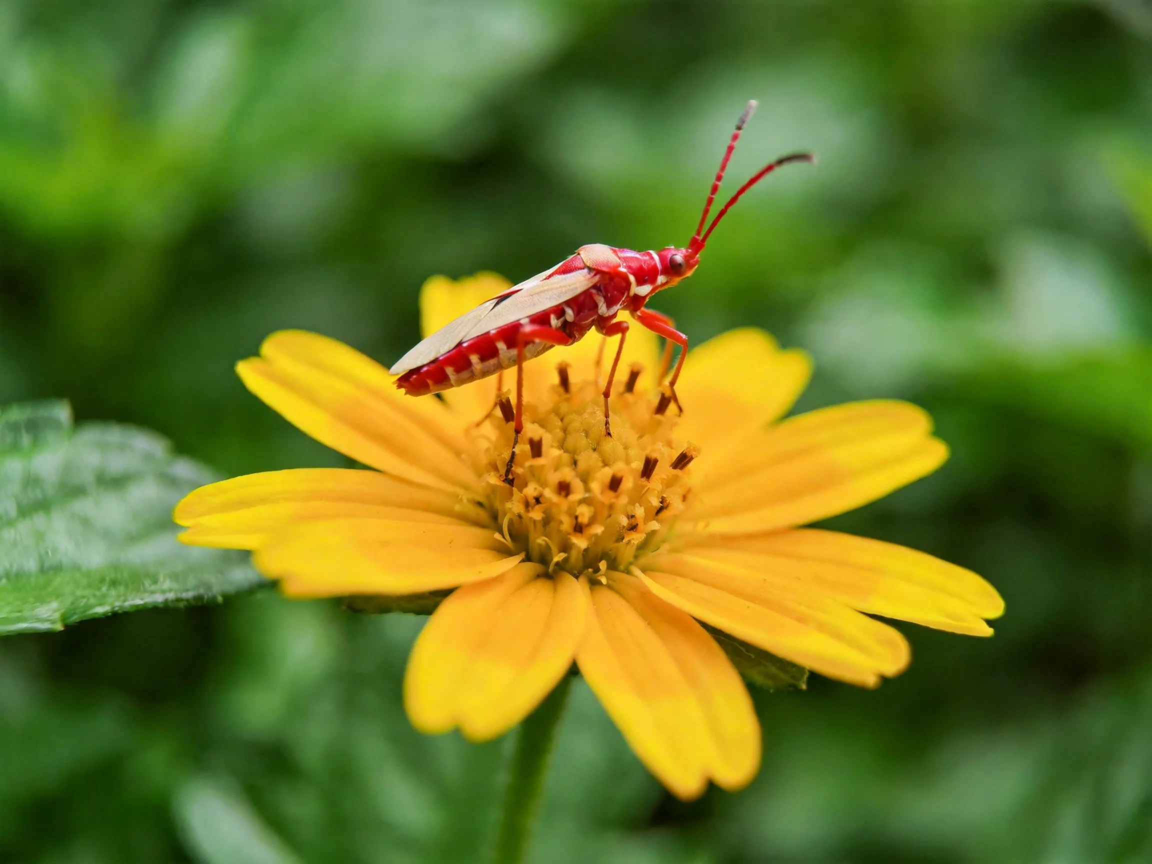 A bright red insect rests atop a vivid yellow flower