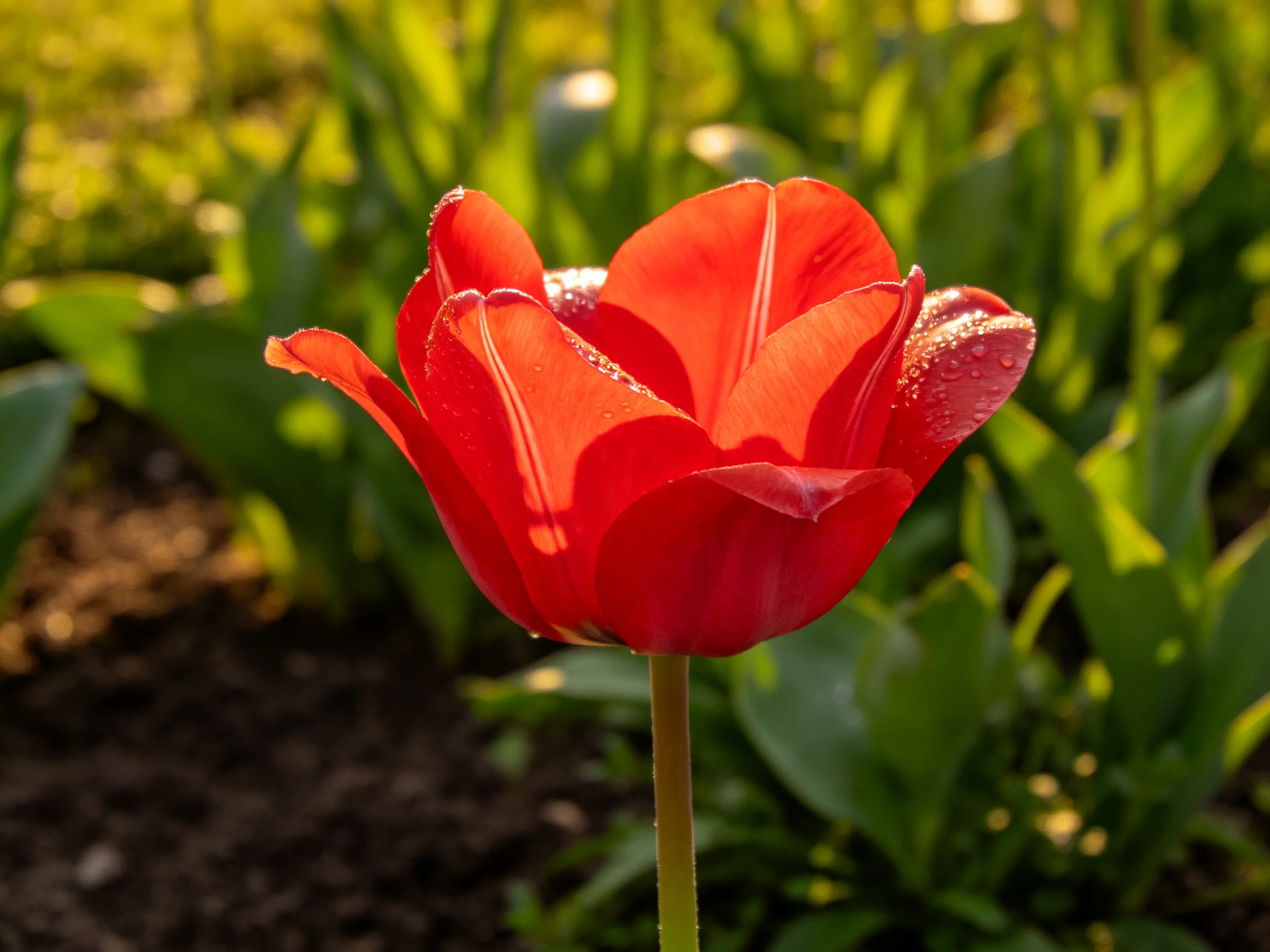 A bright red tulip with dewdrops amidst lush green foliage