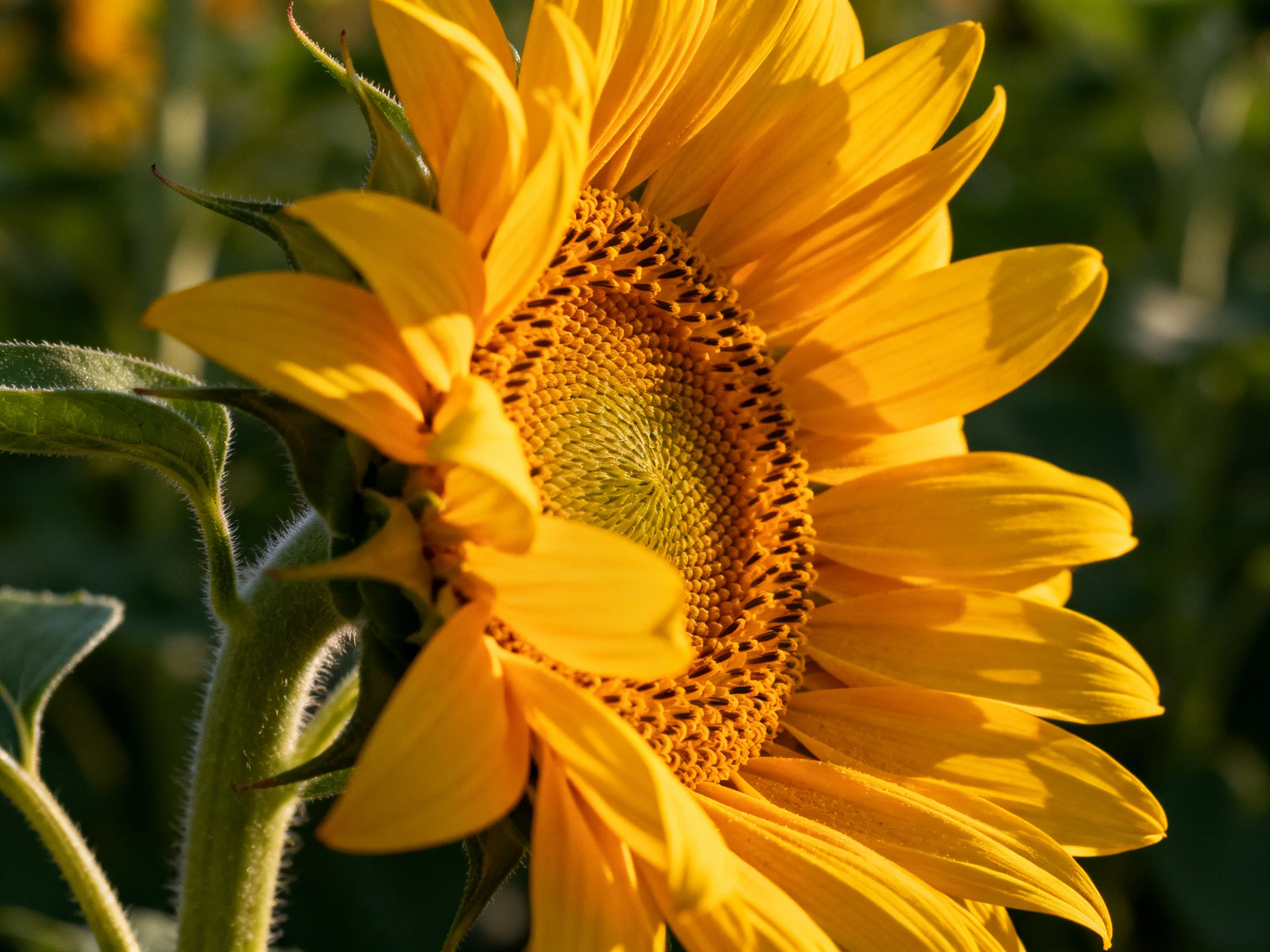 A bright sunflower with golden petals and a detailed brown center