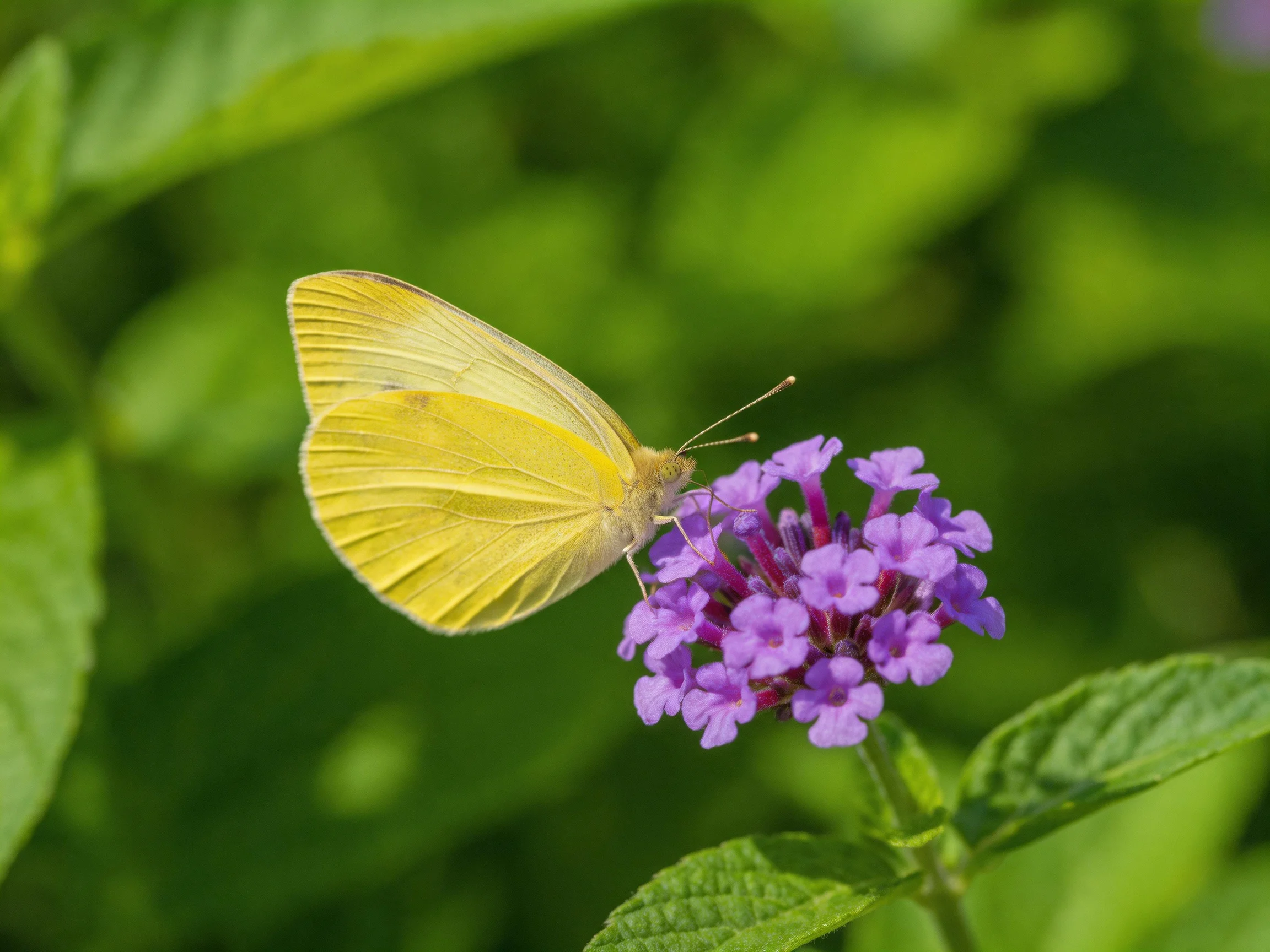 A bright yellow butterfly perched on vibrant purple blooms