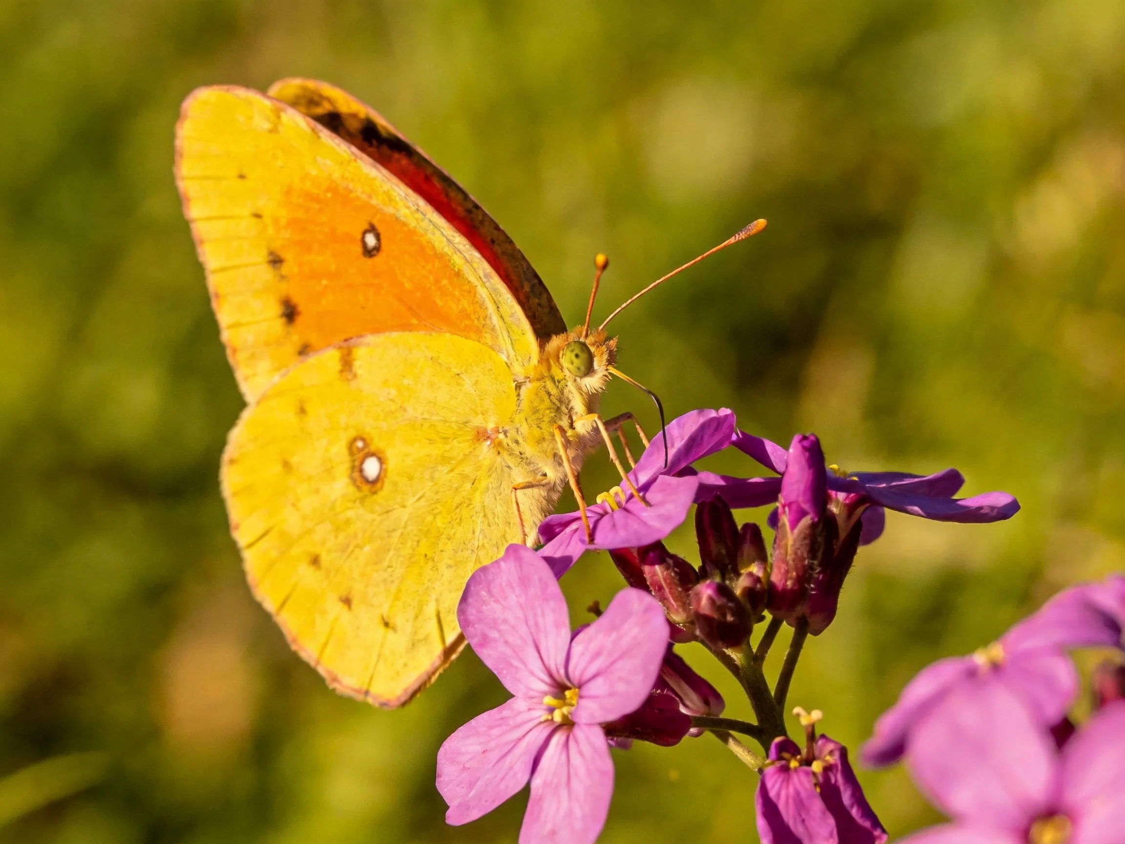 A bright yellow butterfly perched on vibrant purple flowers