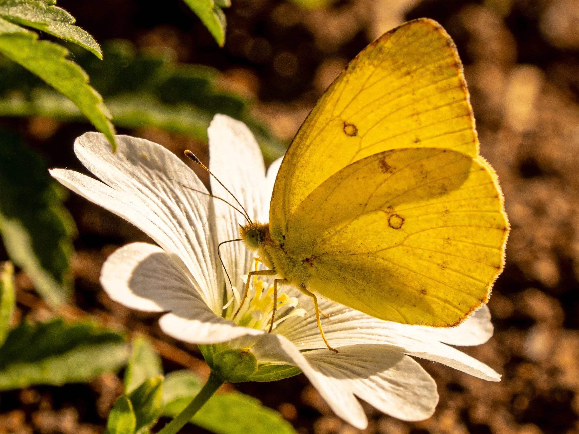 A bright yellow butterfly perches on a delicate white flower