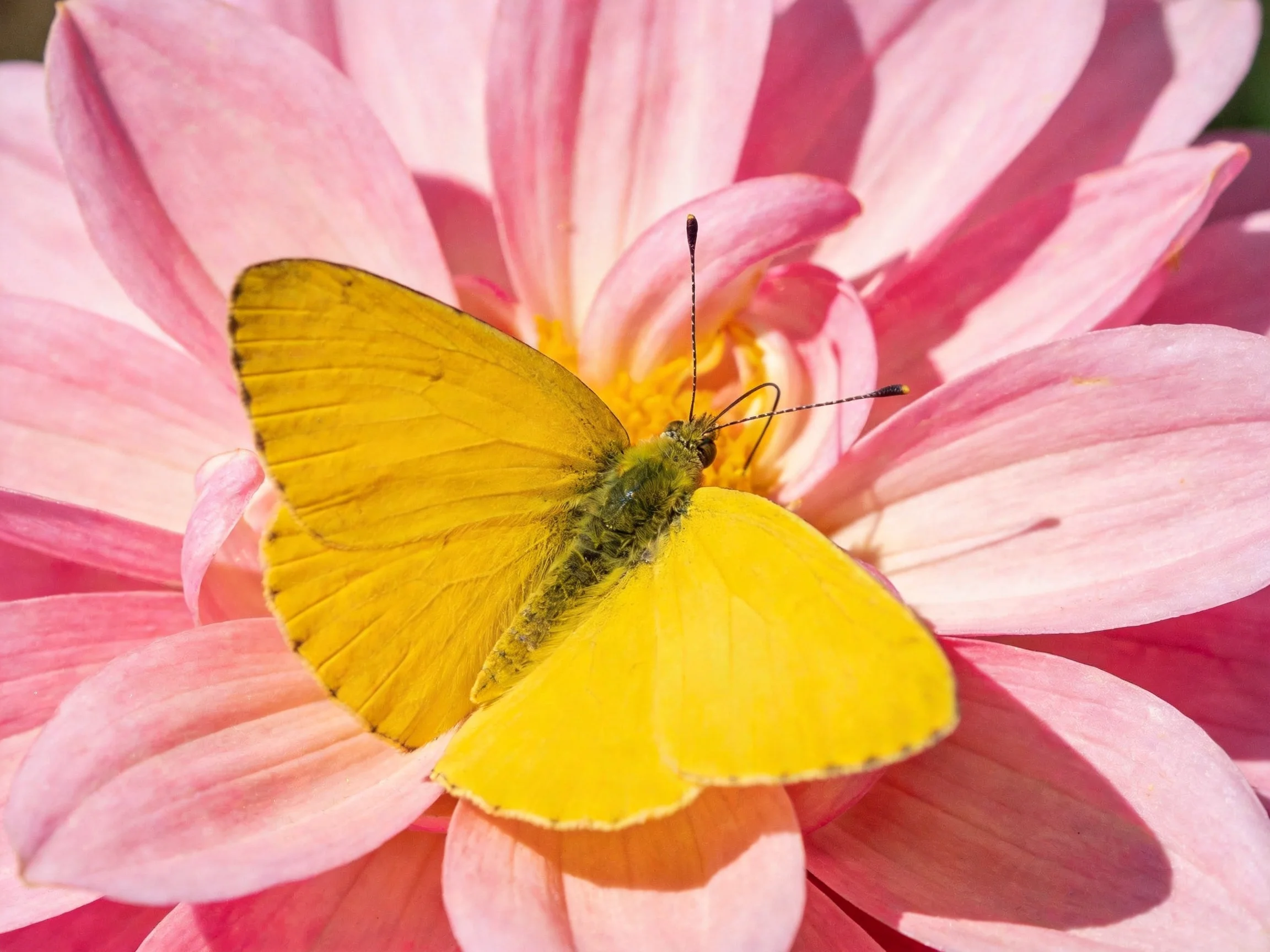 A bright yellow butterfly rests on a large pink flower