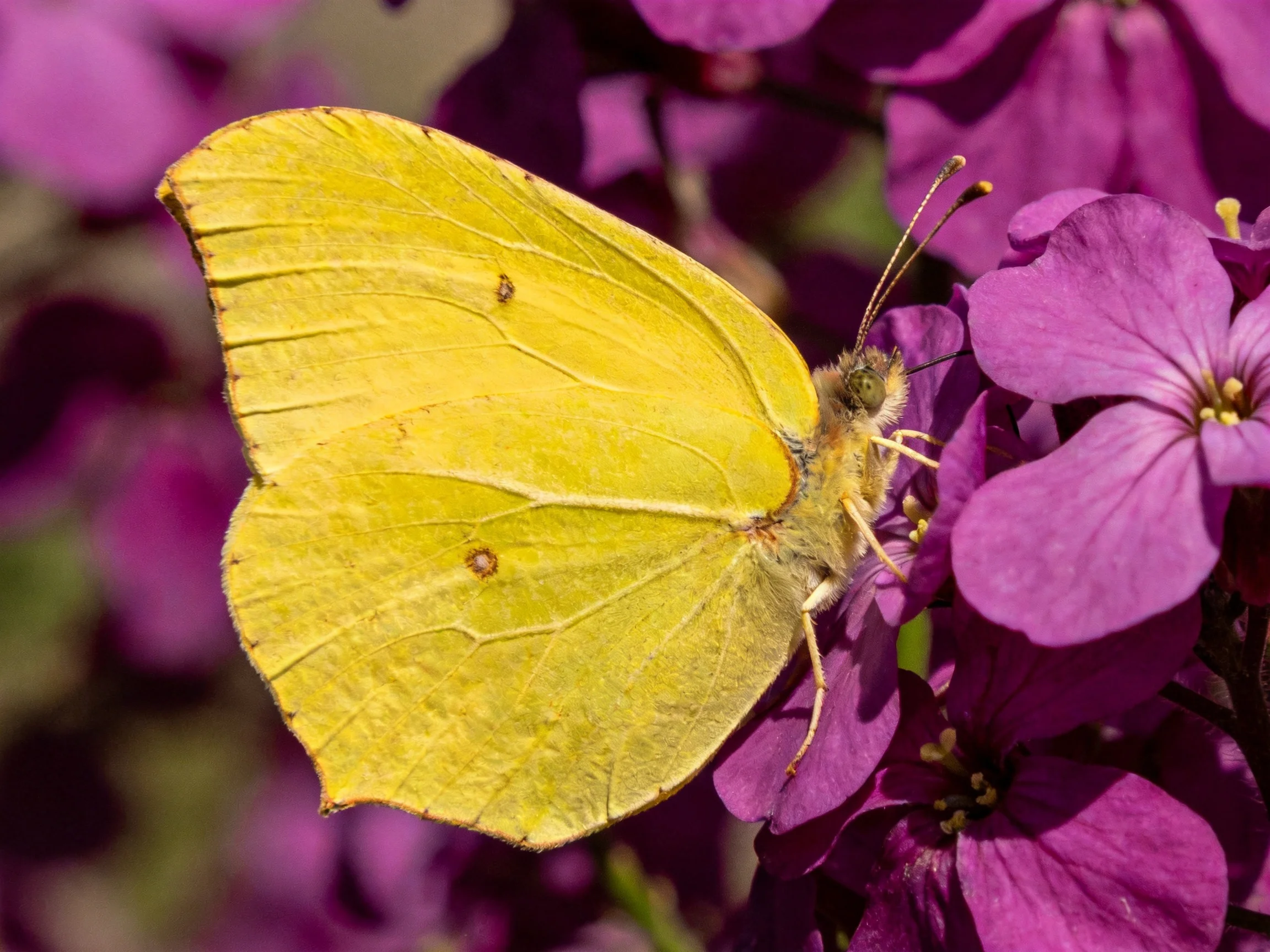 A bright yellow butterfly rests on vivid purple flowers