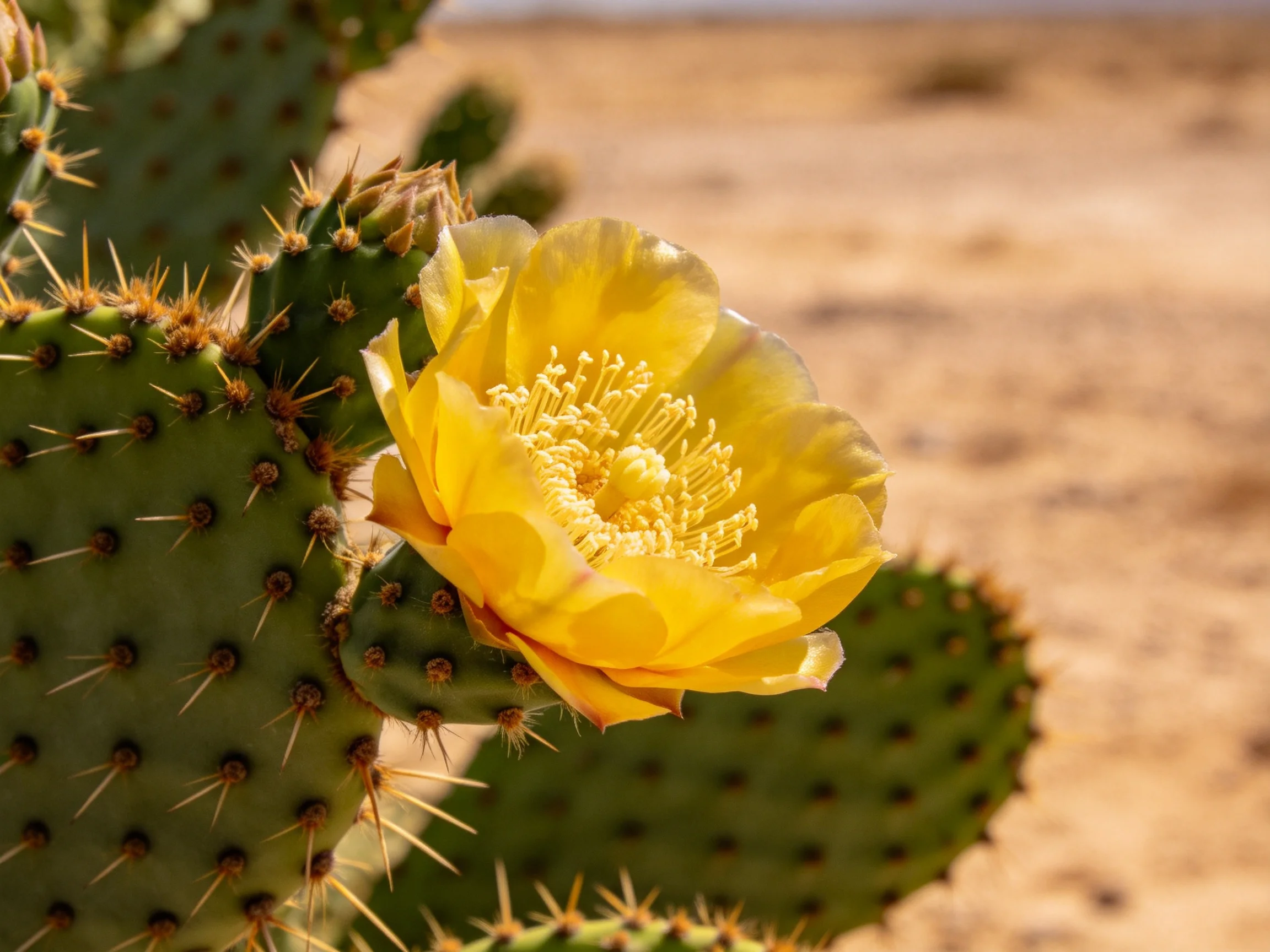 A bright yellow cactus flower blooms among spiny green pads in a sandy landscape