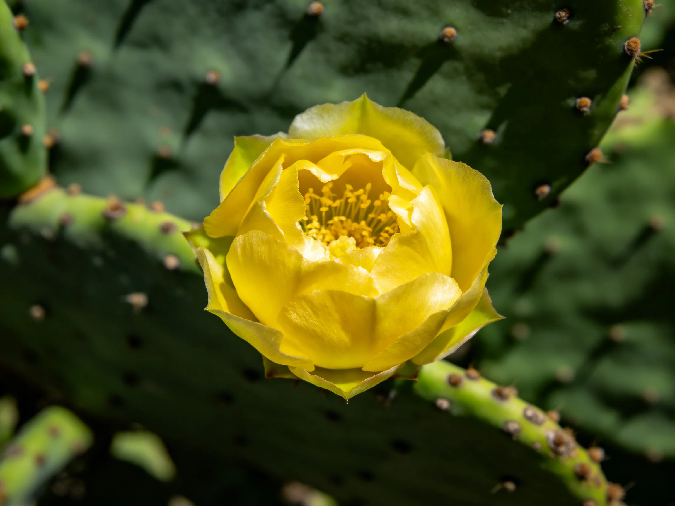 A bright yellow cactus flower blooms on spiky green pads