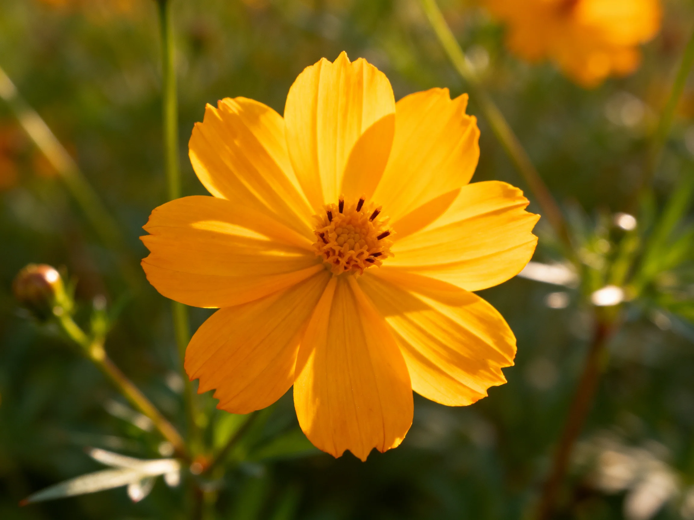 A bright yellow cosmos flower illuminated by sunlight