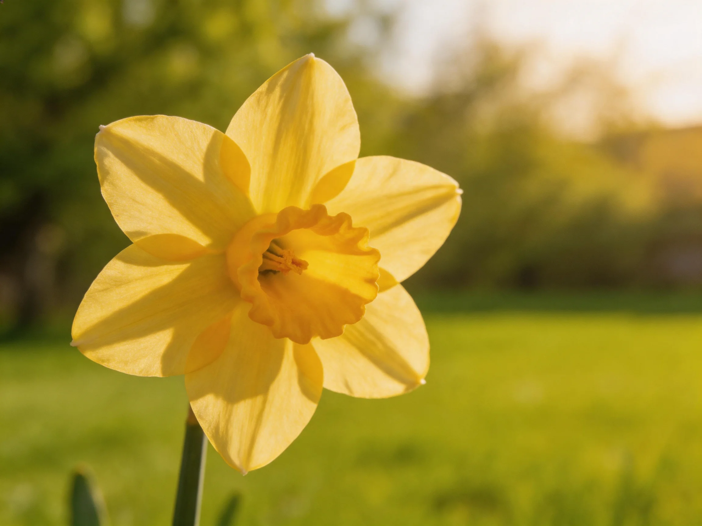 A bright yellow daffodil stands out in a sunlit green landscape