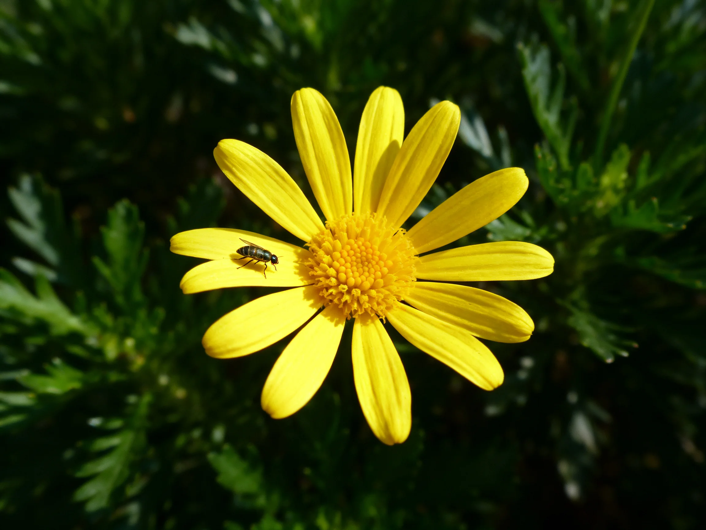 A bright yellow daisy with an insect resting on its petal
