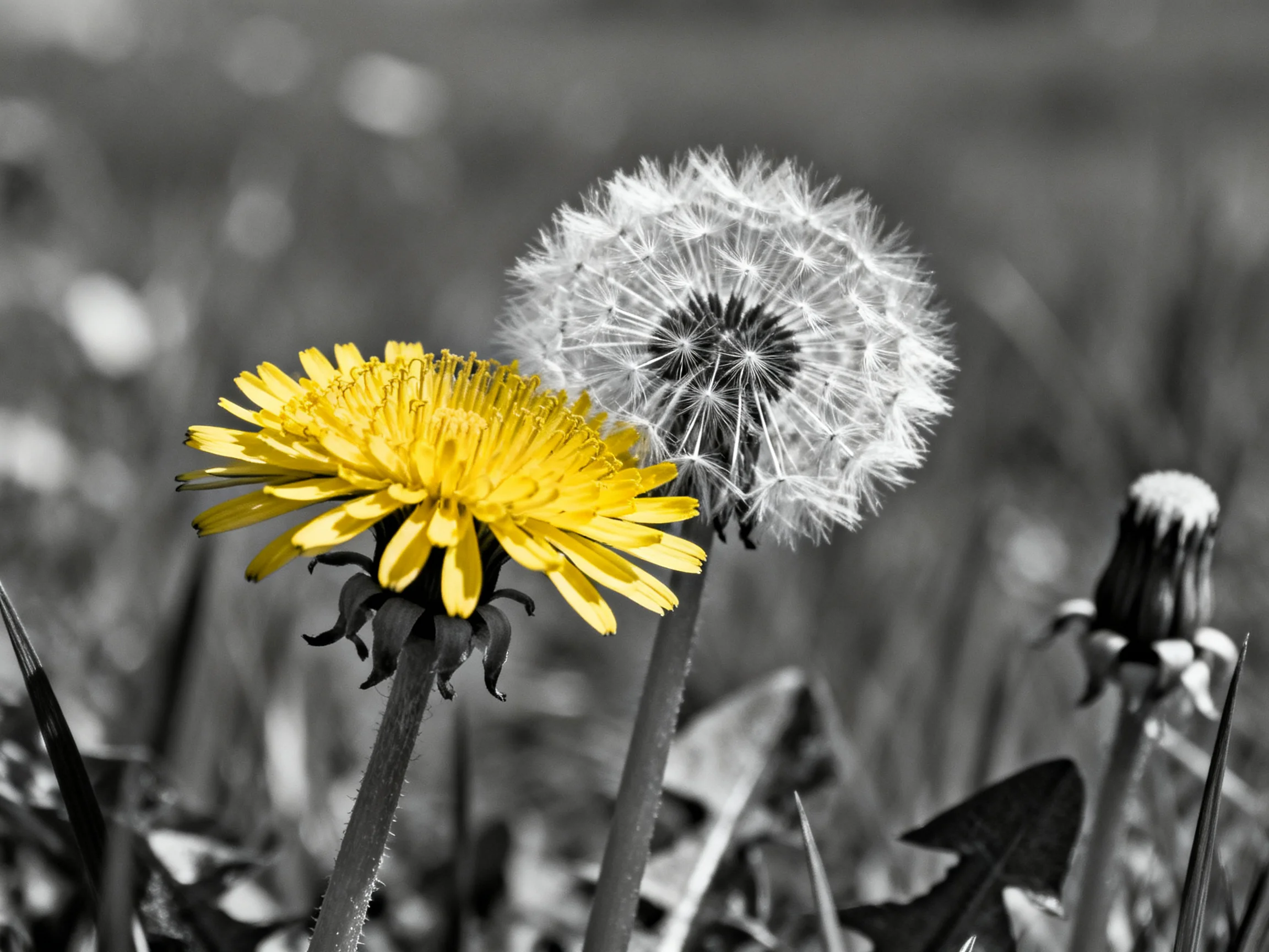 A bright yellow dandelion beside a fluffy white dandelion seed head