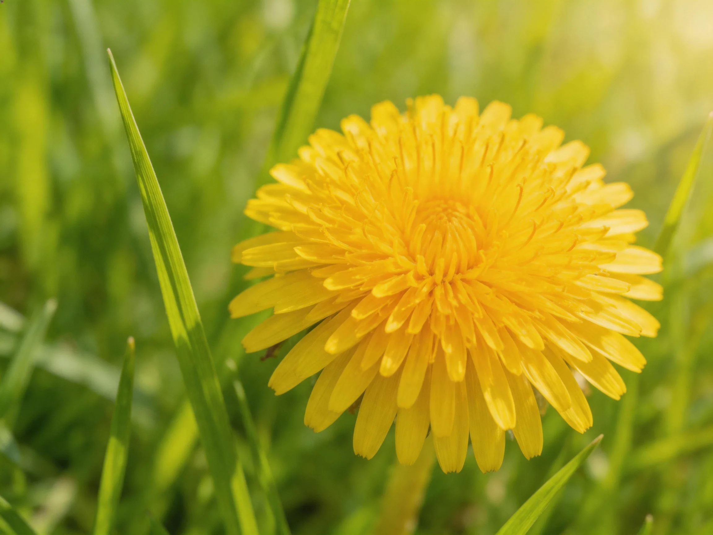A bright yellow dandelion blooms among green grass blades