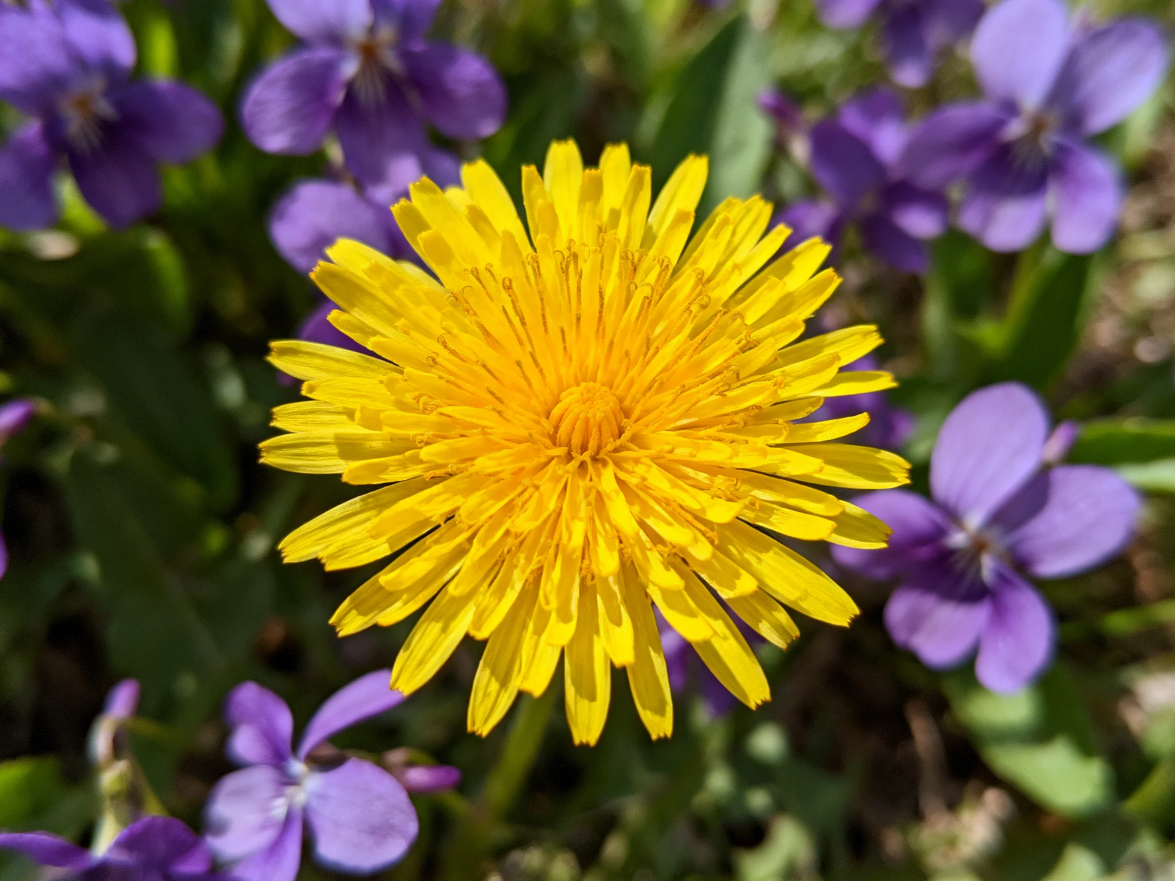 A bright yellow dandelion surrounded by purple wildflowers