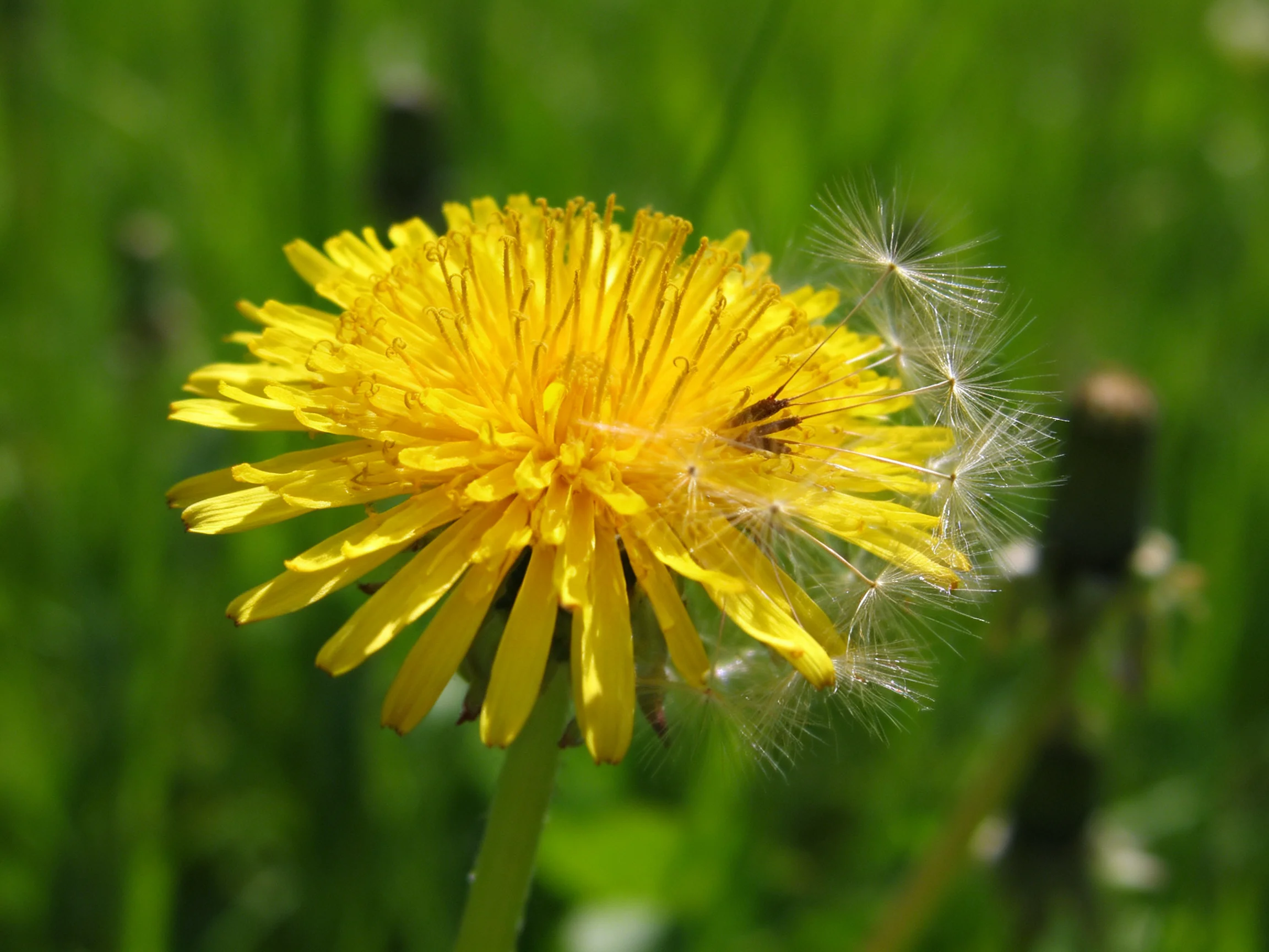 A bright yellow dandelion with delicate white seed heads amid lush greenery