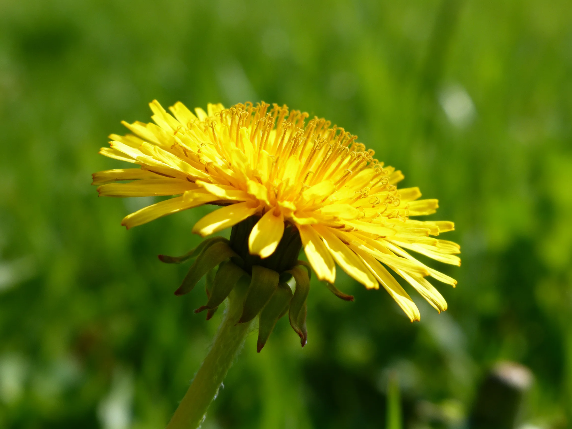 A bright yellow dandelion with golden stamens on a green stem