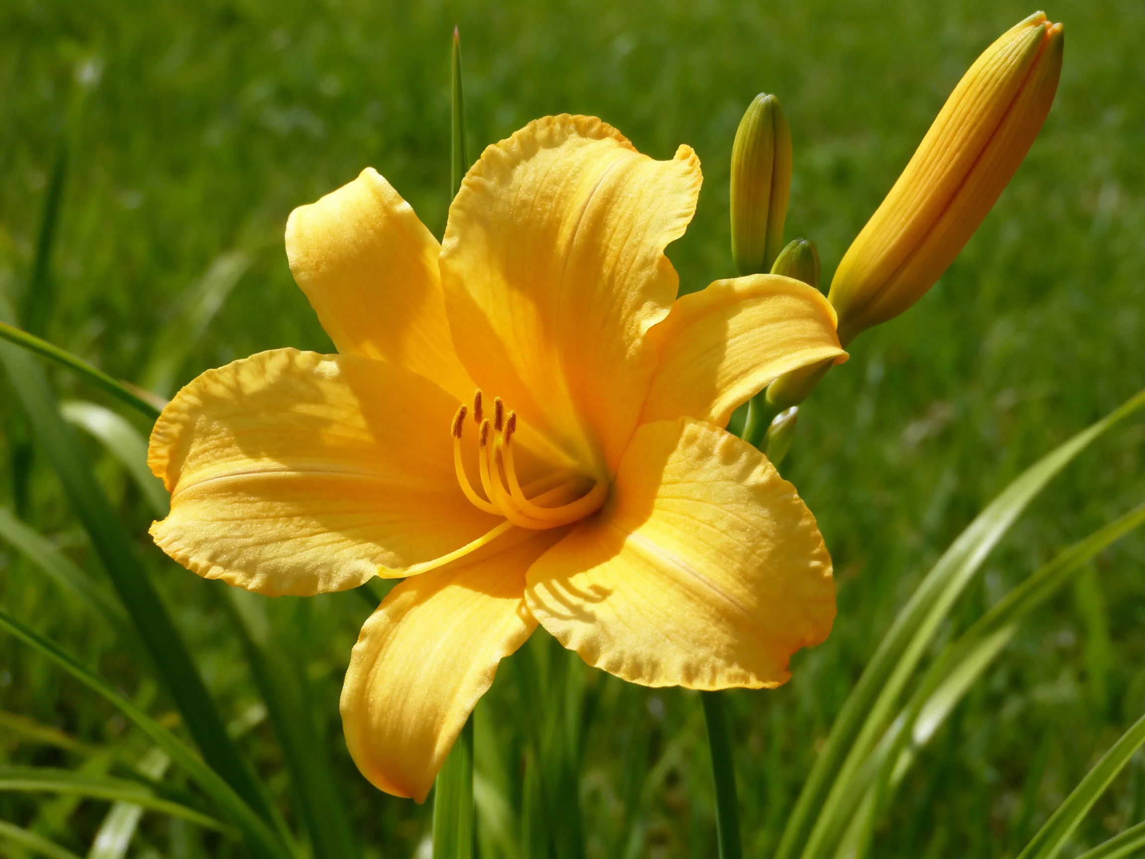 A bright yellow daylily blooms next to closed buds on green grass