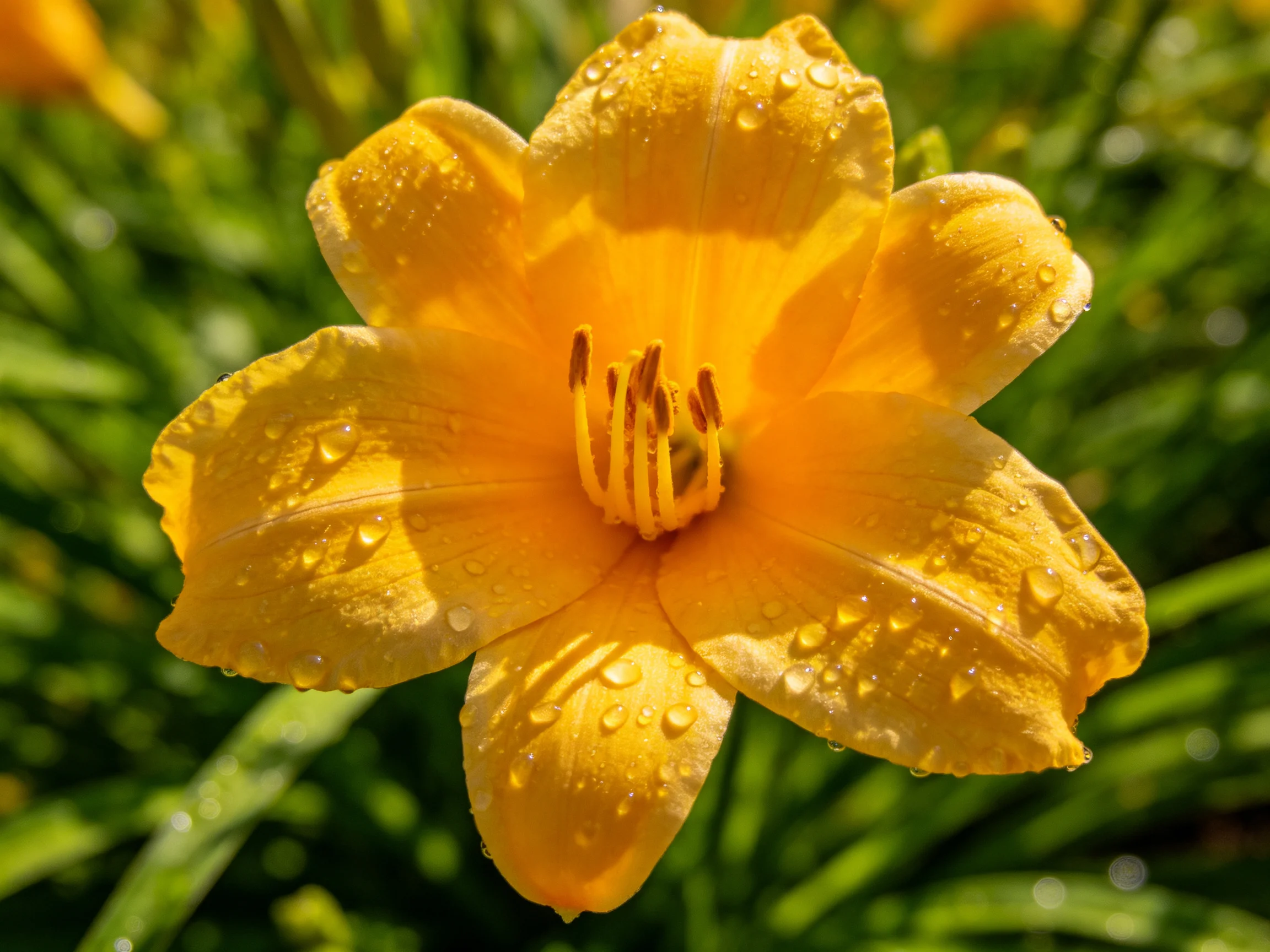 A bright yellow daylily with glistening dewdrops
